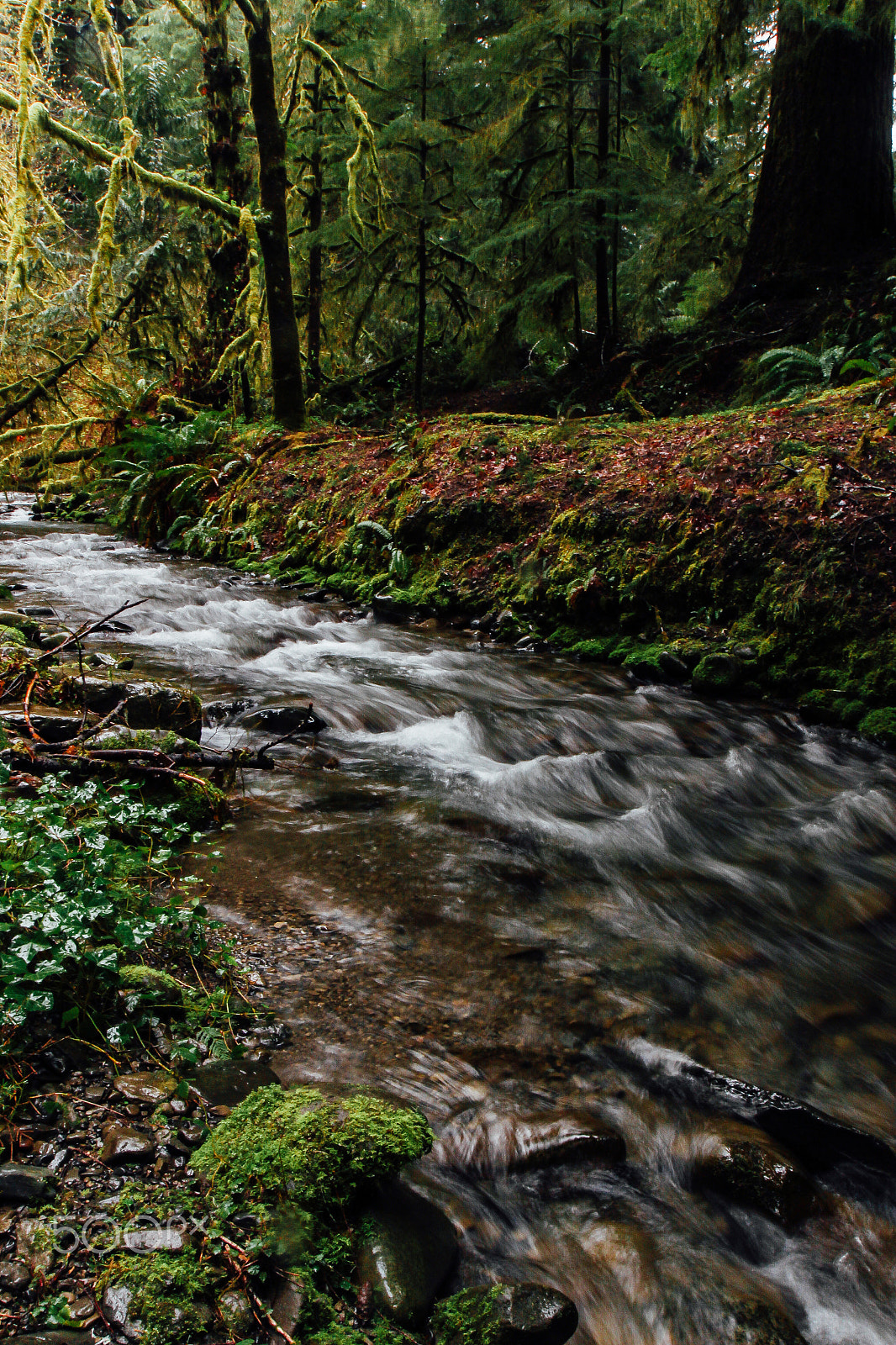 Canon EOS 100D (EOS Rebel SL1 / EOS Kiss X7) sample photo. Quinault stream photography