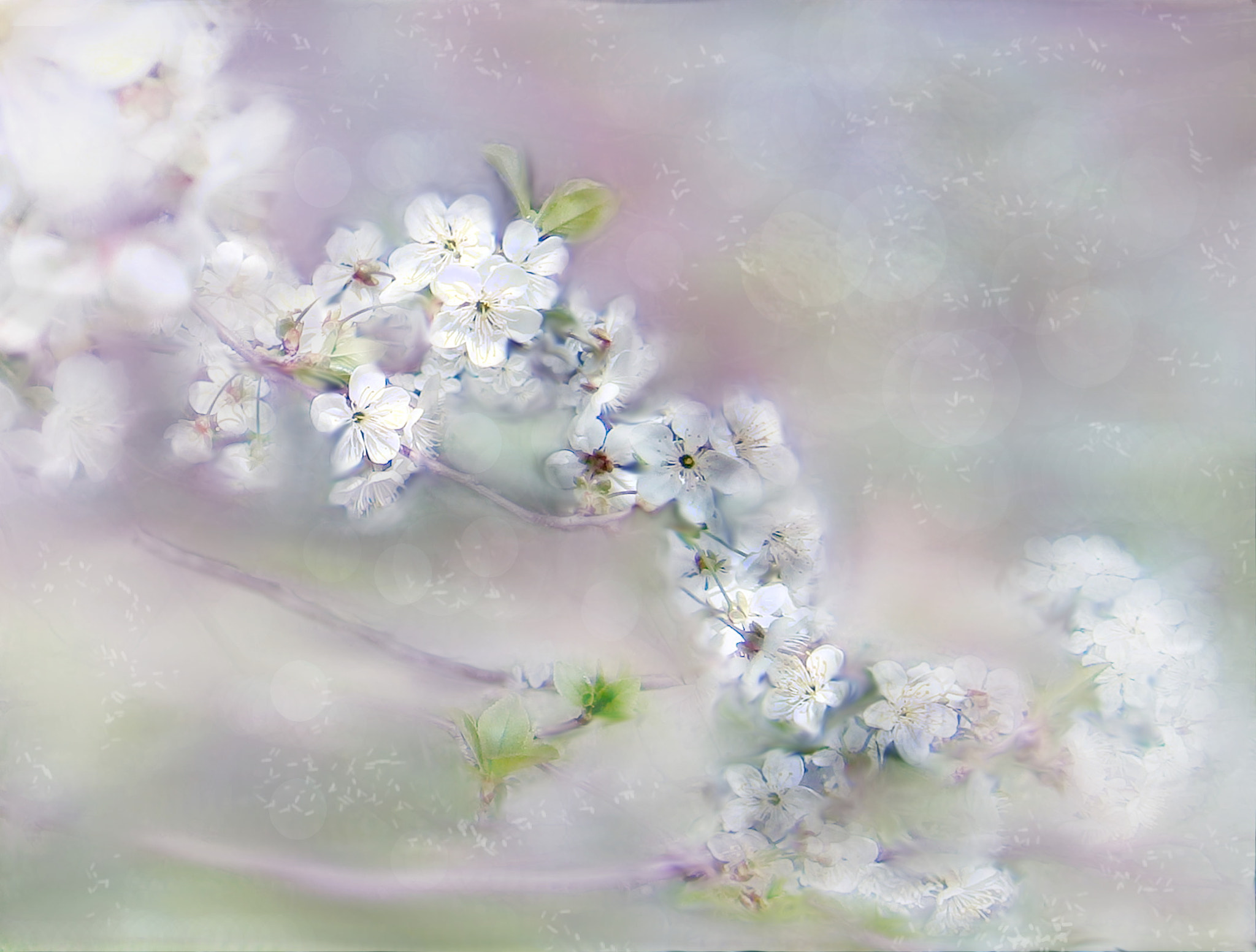 Olympus VG145,VG140,D715 sample photo. Cherry bloosom photography