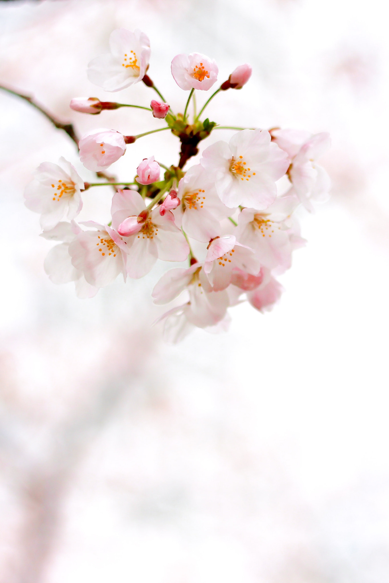 Canon EOS 600D (Rebel EOS T3i / EOS Kiss X5) + Canon EF 50mm F1.8 II sample photo. Sakura ( cherry blossom ) photography