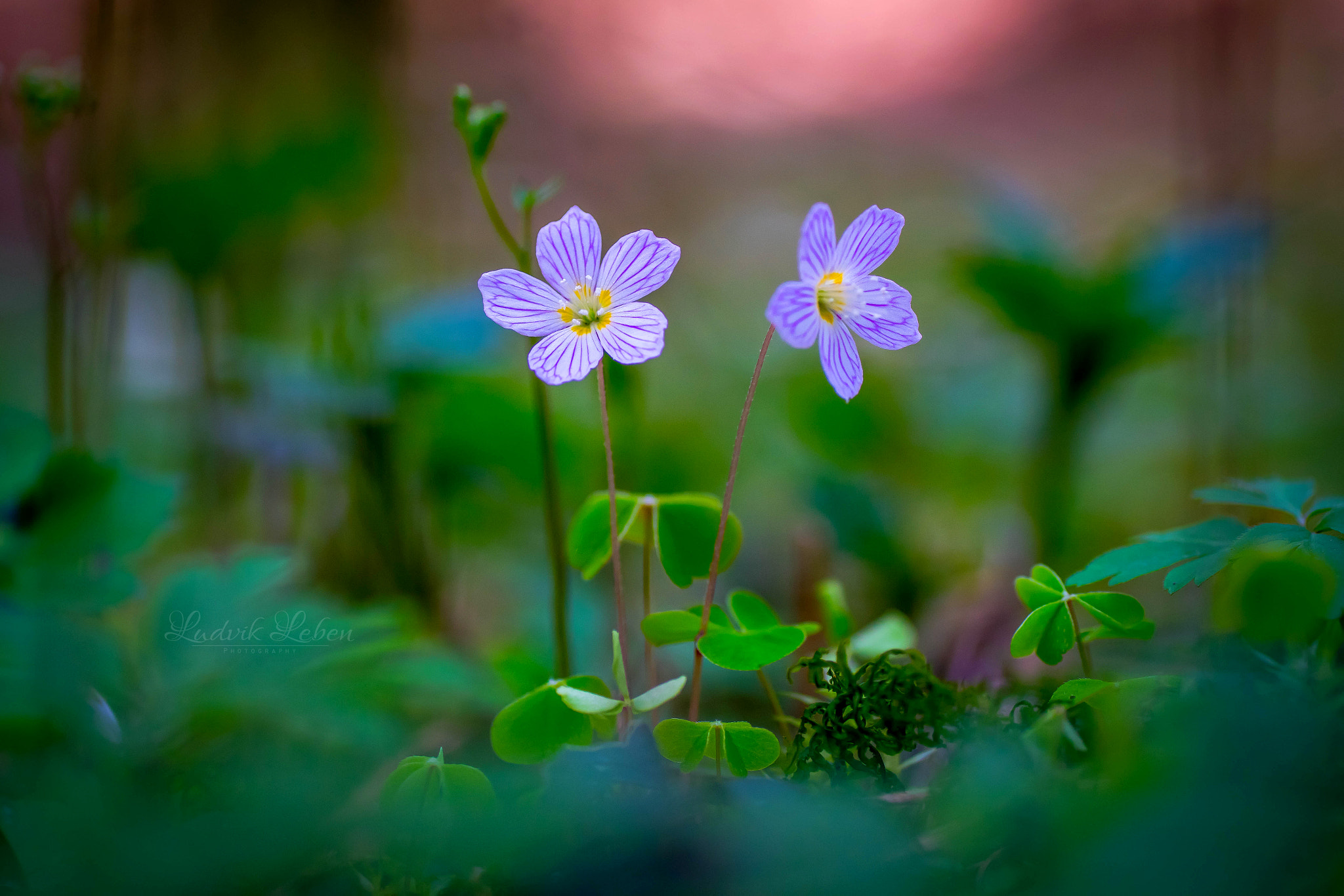 Sony a7 II + Tamron SP AF 90mm F2.8 Di Macro sample photo. Friendship photography