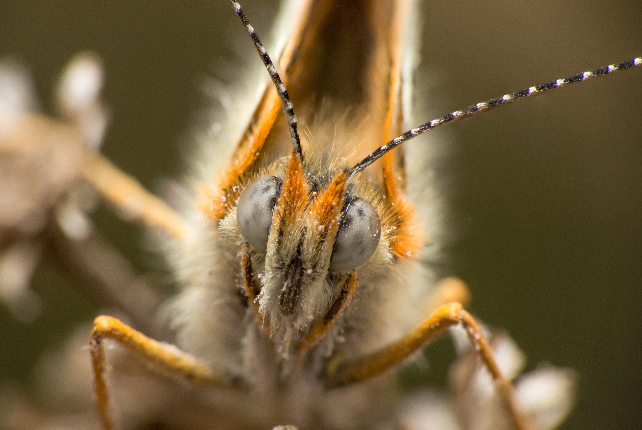 Tamron SP AF 180mm F3.5 Di LD (IF) Macro sample photo. Glanville fritillary photography