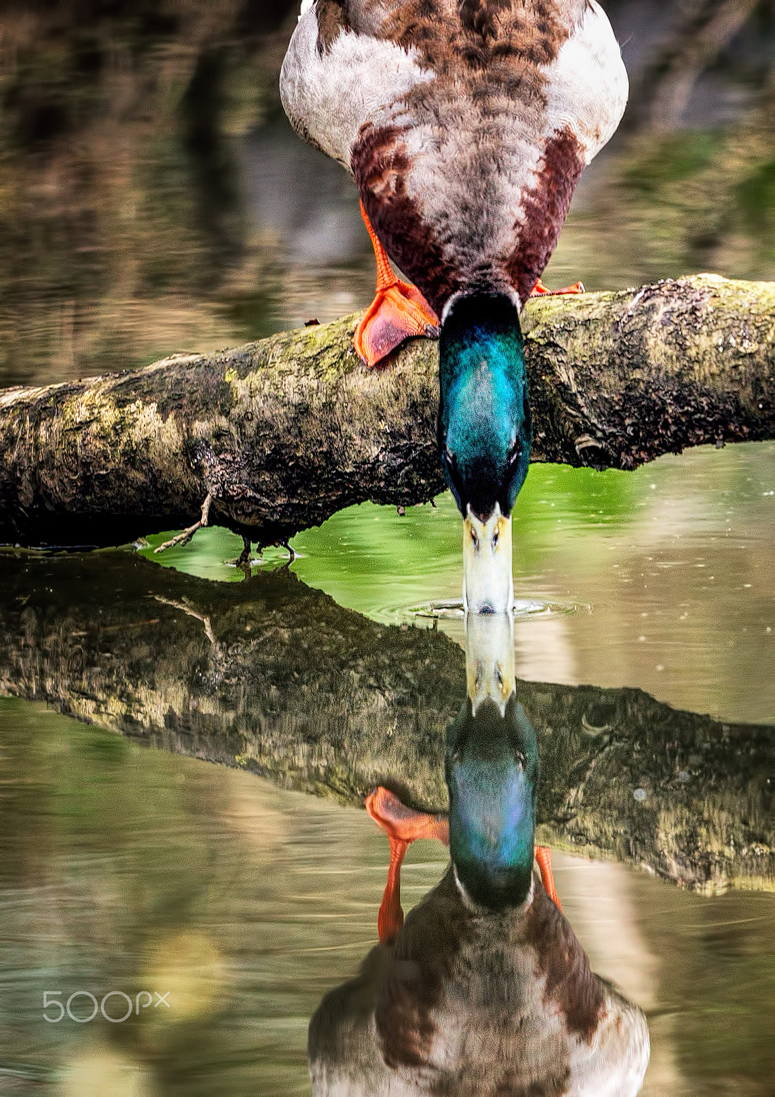 Canon EF 500mm F4L IS II USM sample photo. Thirsty mallard photography
