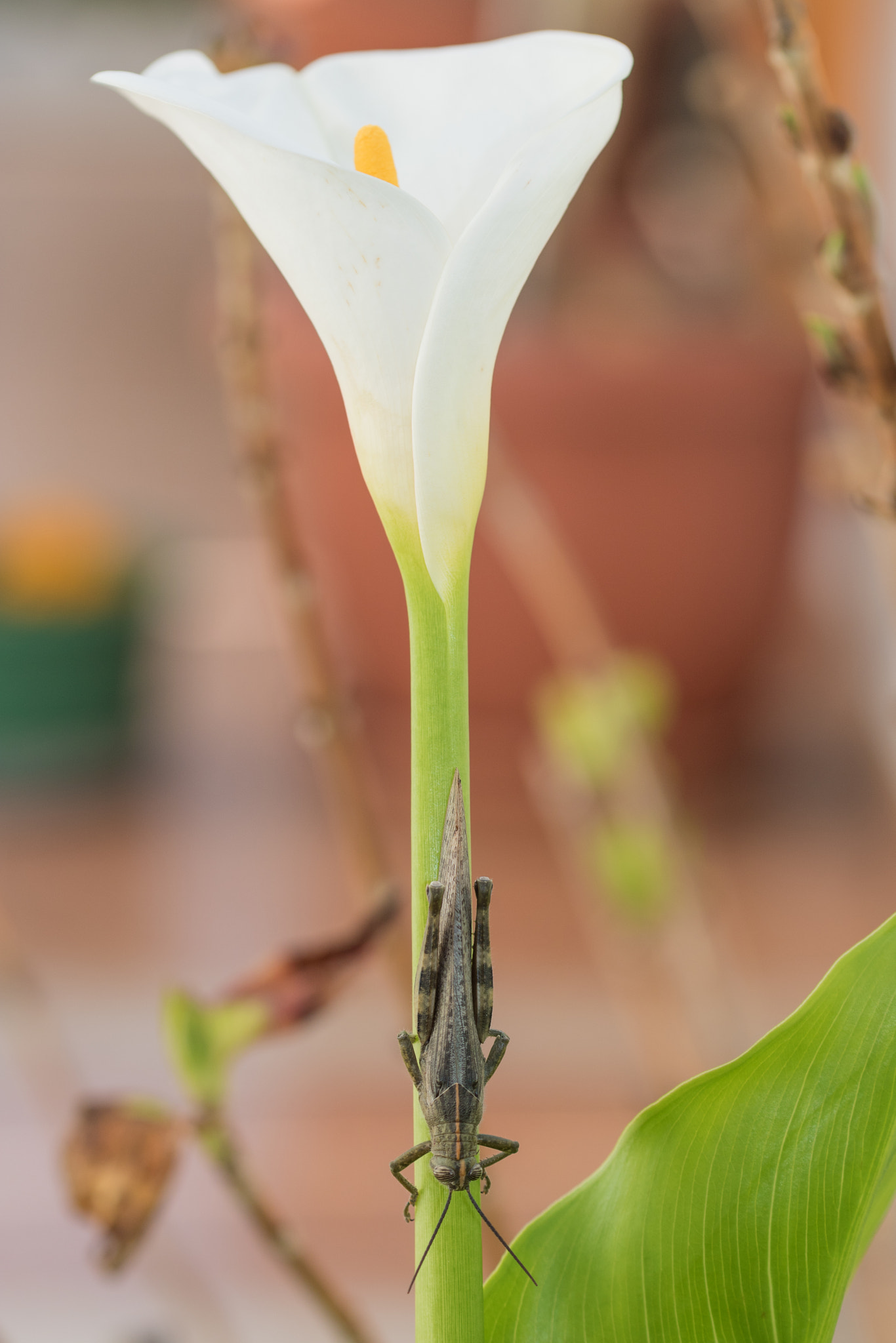 Canon EOS 750D (EOS Rebel T6i / EOS Kiss X8i) + Canon EF 100mm F2.8L Macro IS USM sample photo. Head down photography