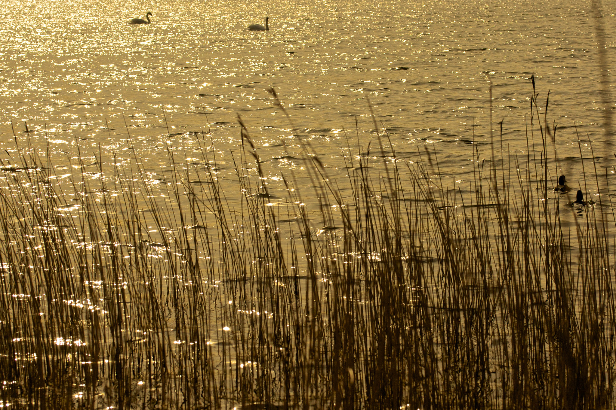 Sony 70-300mm F4.5-5.6 G SSM sample photo. Ripples photography