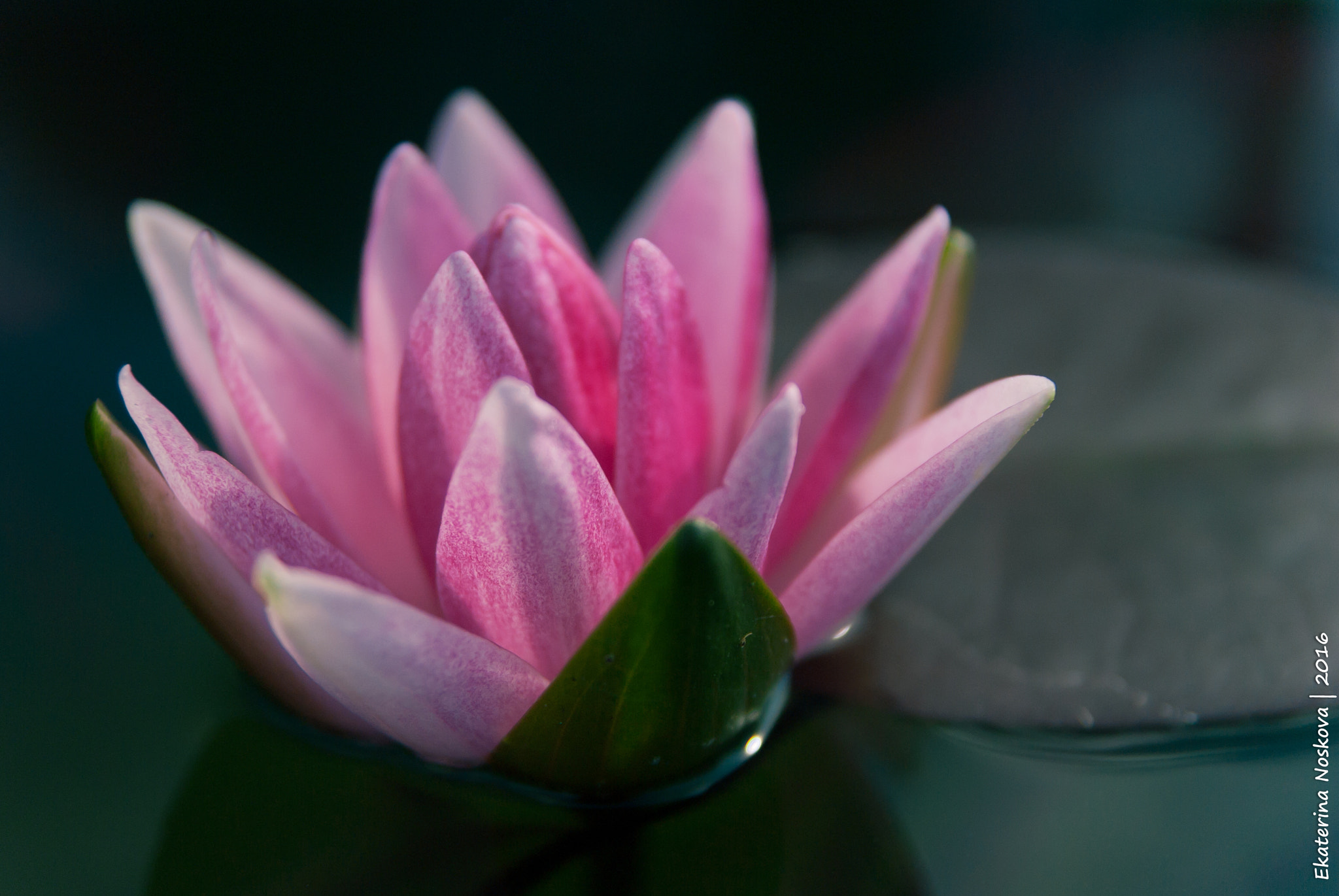 Pentax K200D sample photo. Water lily photography