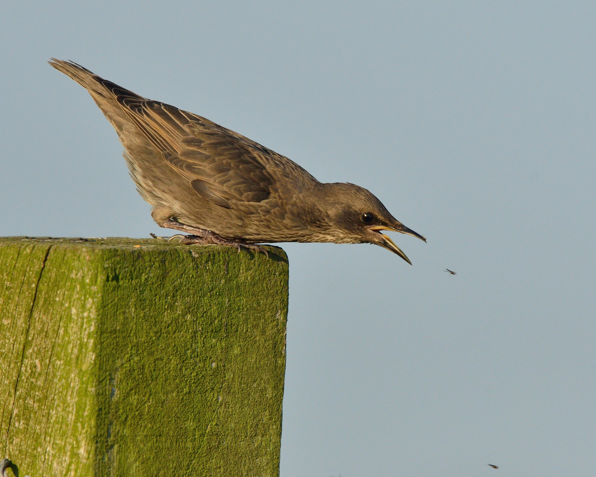 Nikon D600 + Nikon AF-S Nikkor 400mm F2.8D ED-IF II sample photo. Spreeuw photography