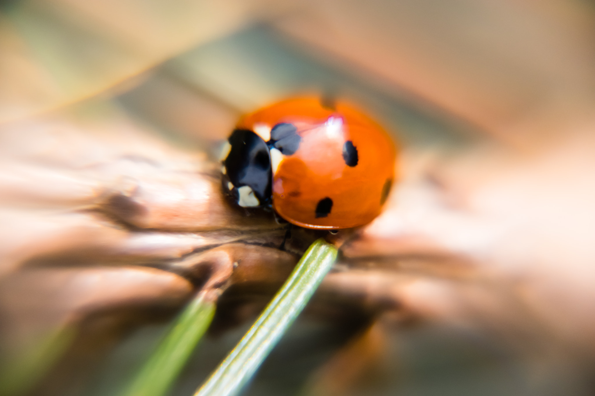 Pentax K-3 + Pentax smc DA 18-270mm F3.5-6.3 ED SDM sample photo. Coccinelle photography