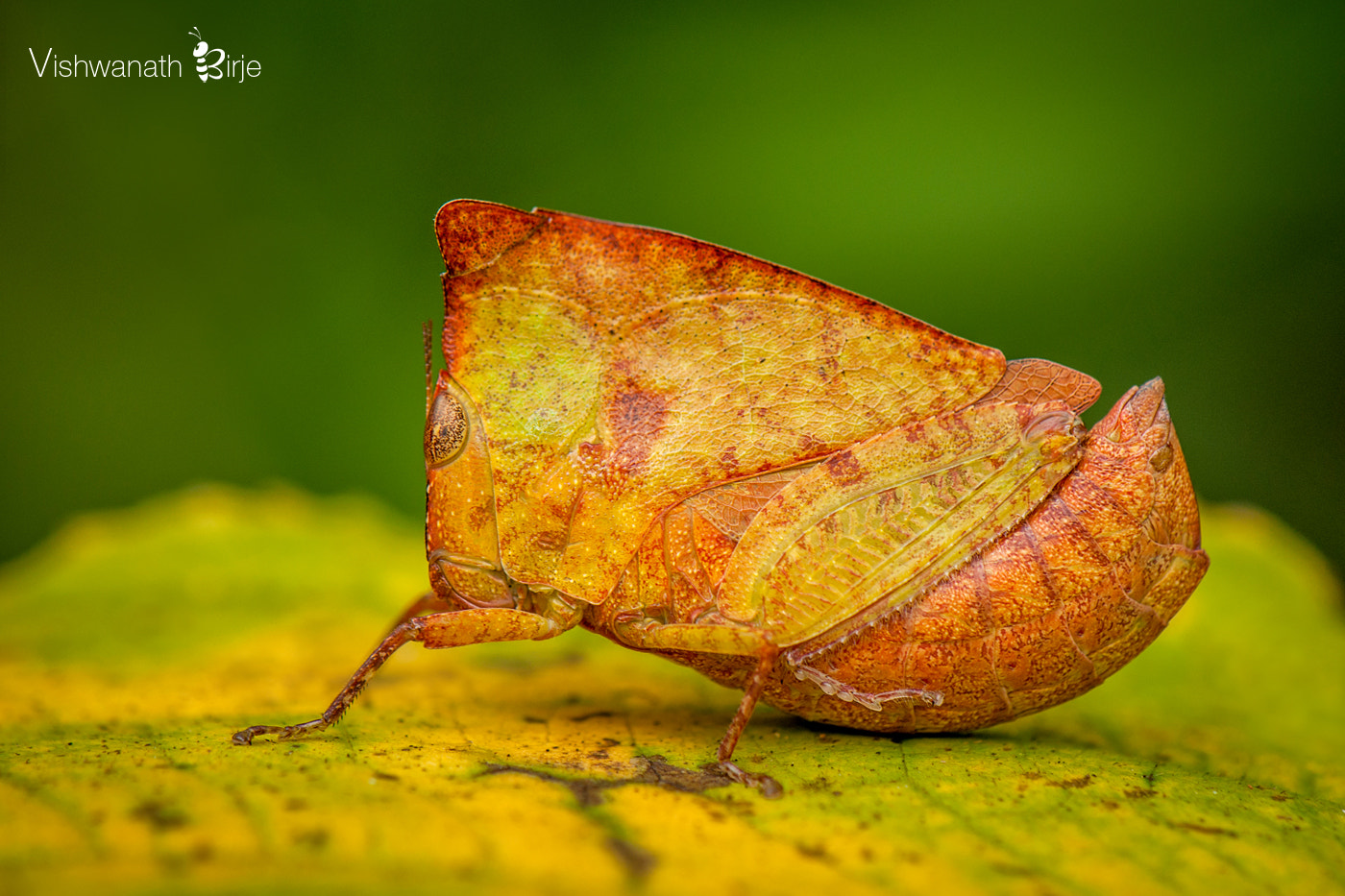 Nikon AF-S DX Micro-Nikkor 85mm F3.5G ED VR sample photo. Hooded grasshopper photography