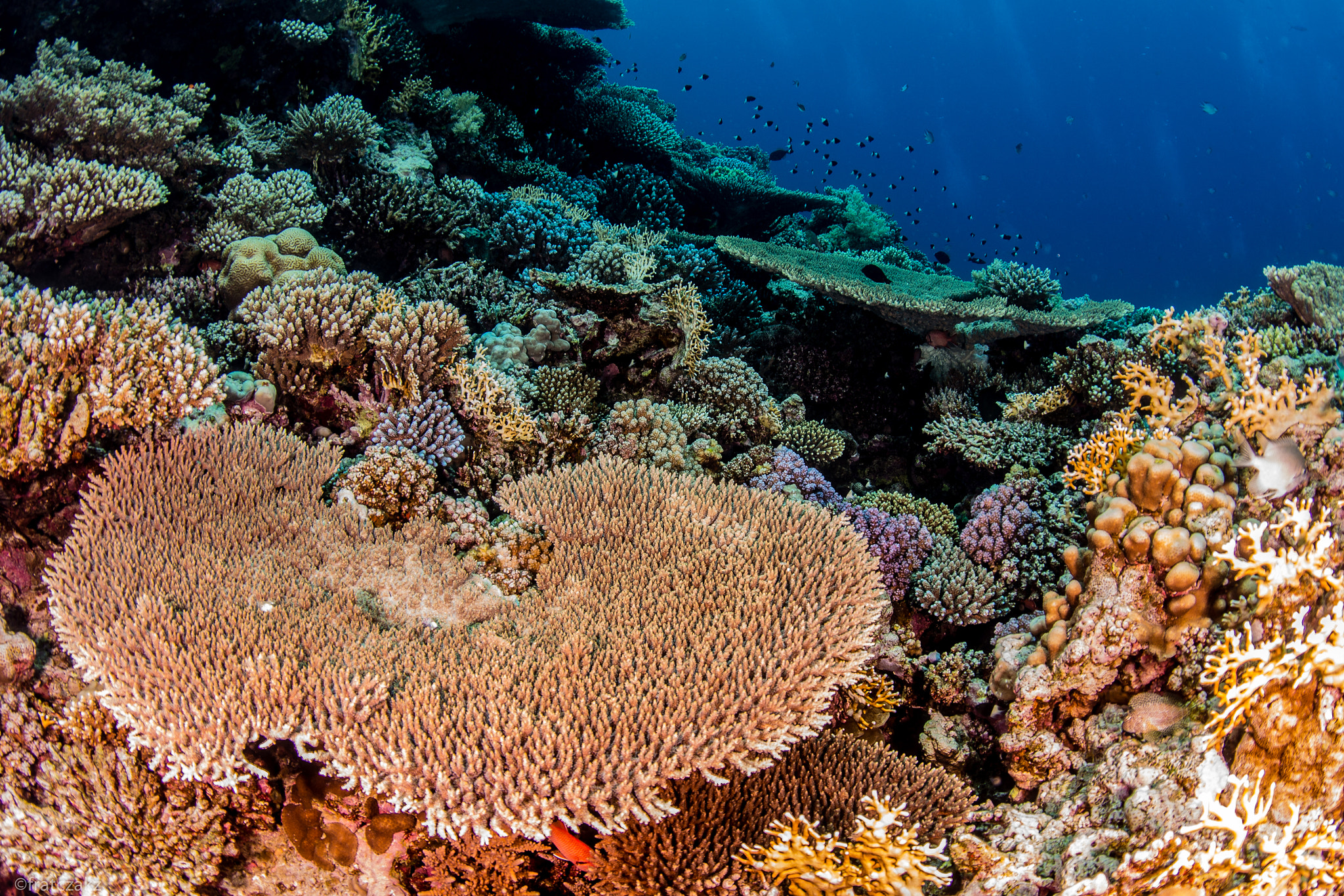 Nikon D800 + Sigma 10mm F2.8 EX DC HSM Diagonal Fisheye sample photo. Pretty reef photography