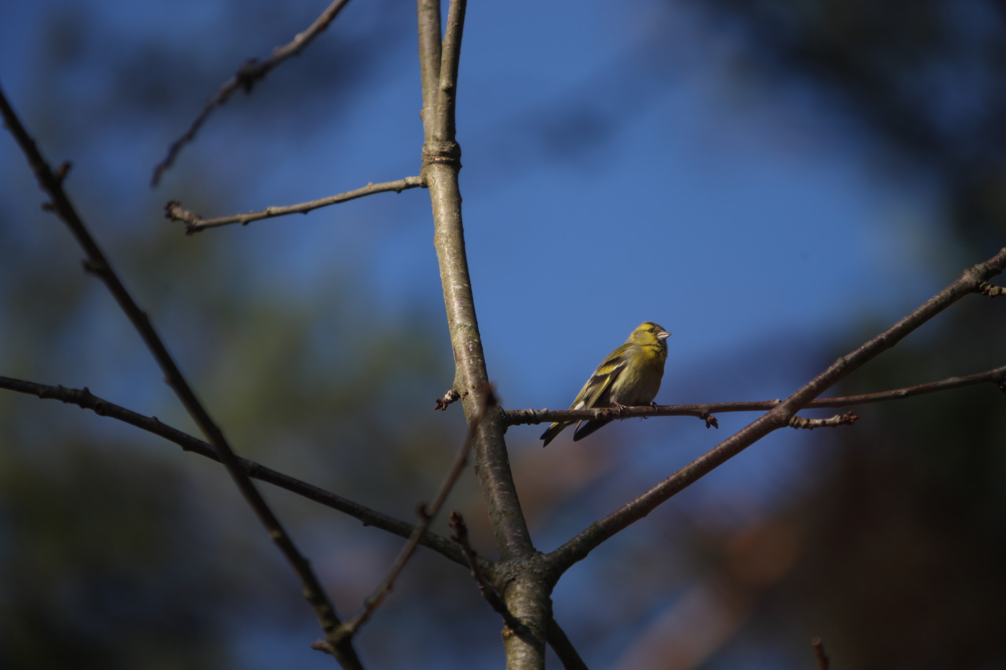 Canon EOS 5D Mark II + Canon EF 70-200mm F2.8L IS USM sample photo. Yellow bird photography
