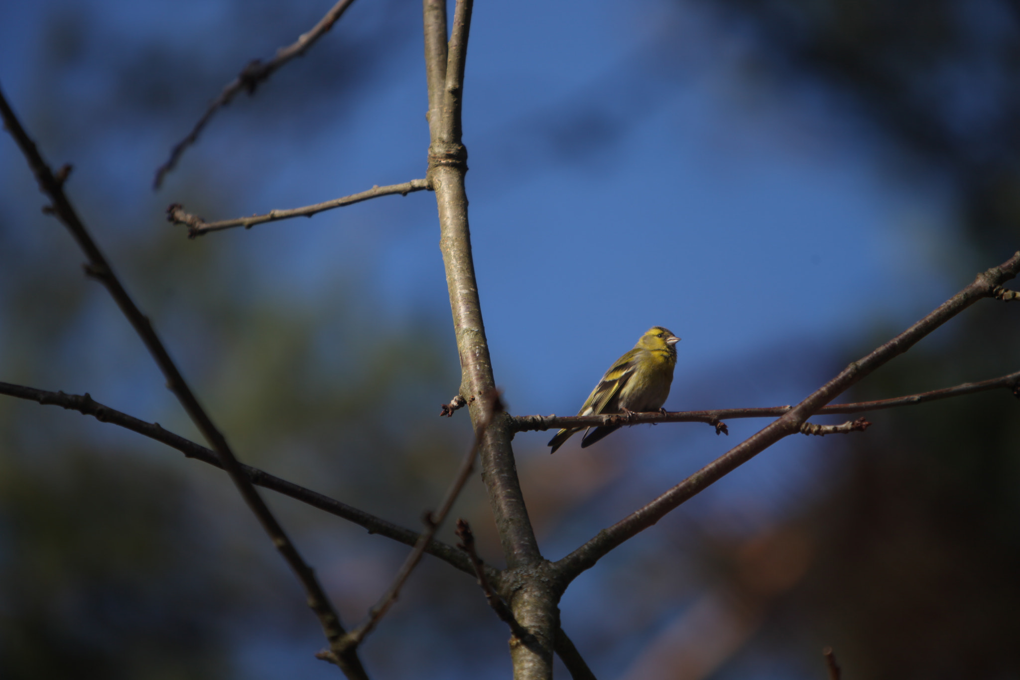 Canon EF 70-200mm F2.8L IS USM sample photo. Yellow bird photography