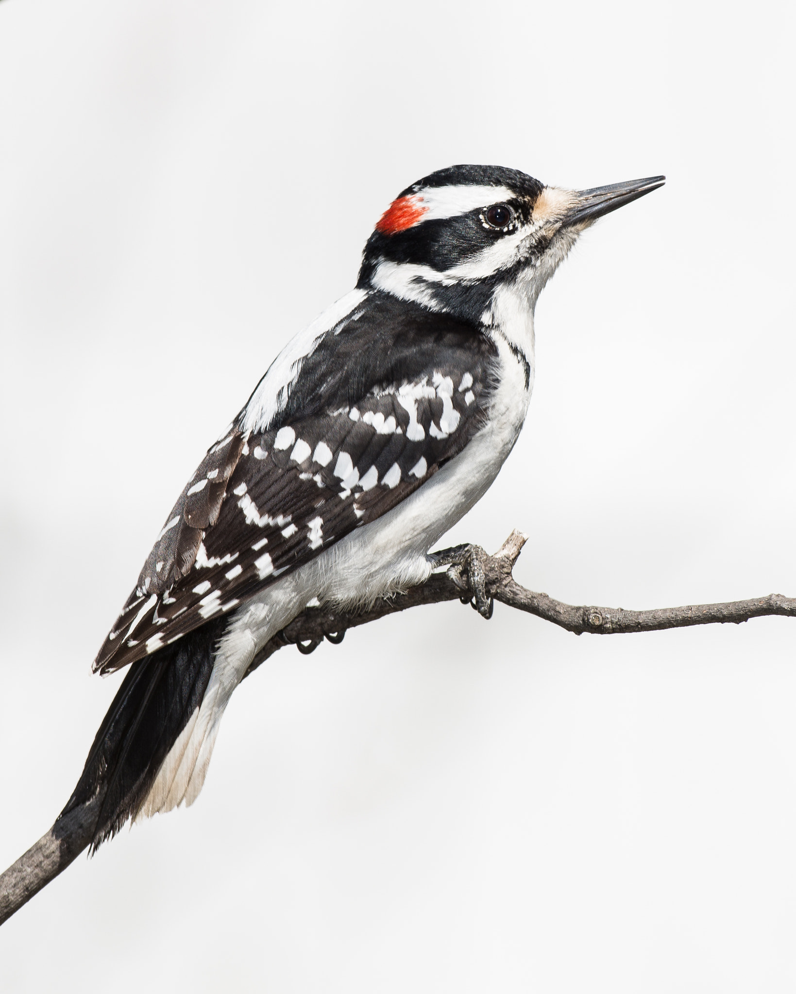 Nikon AF-S Nikkor 500mm F4D ED-IF II sample photo. Out on a limb photography