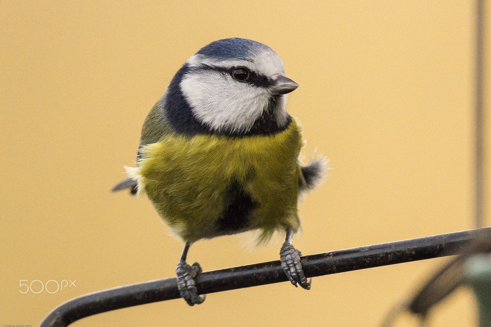 Sigma 150-600mm F5-6.3 DG OS HSM | C sample photo. Blue tit photography