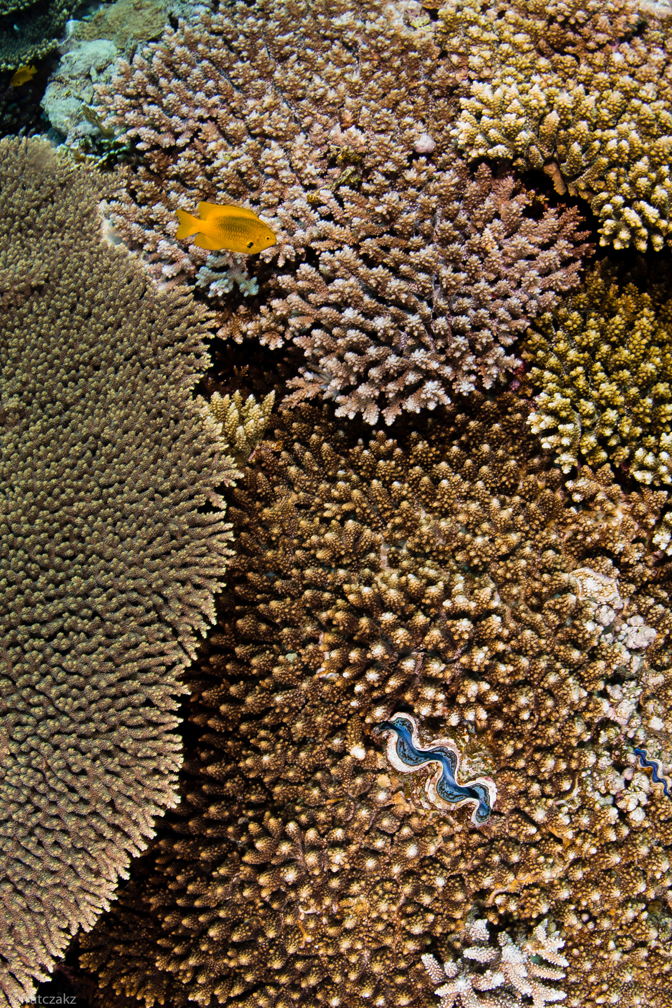 Nikon D800 + Sigma 10mm F2.8 EX DC HSM Diagonal Fisheye sample photo. Giant clam and a fish photography