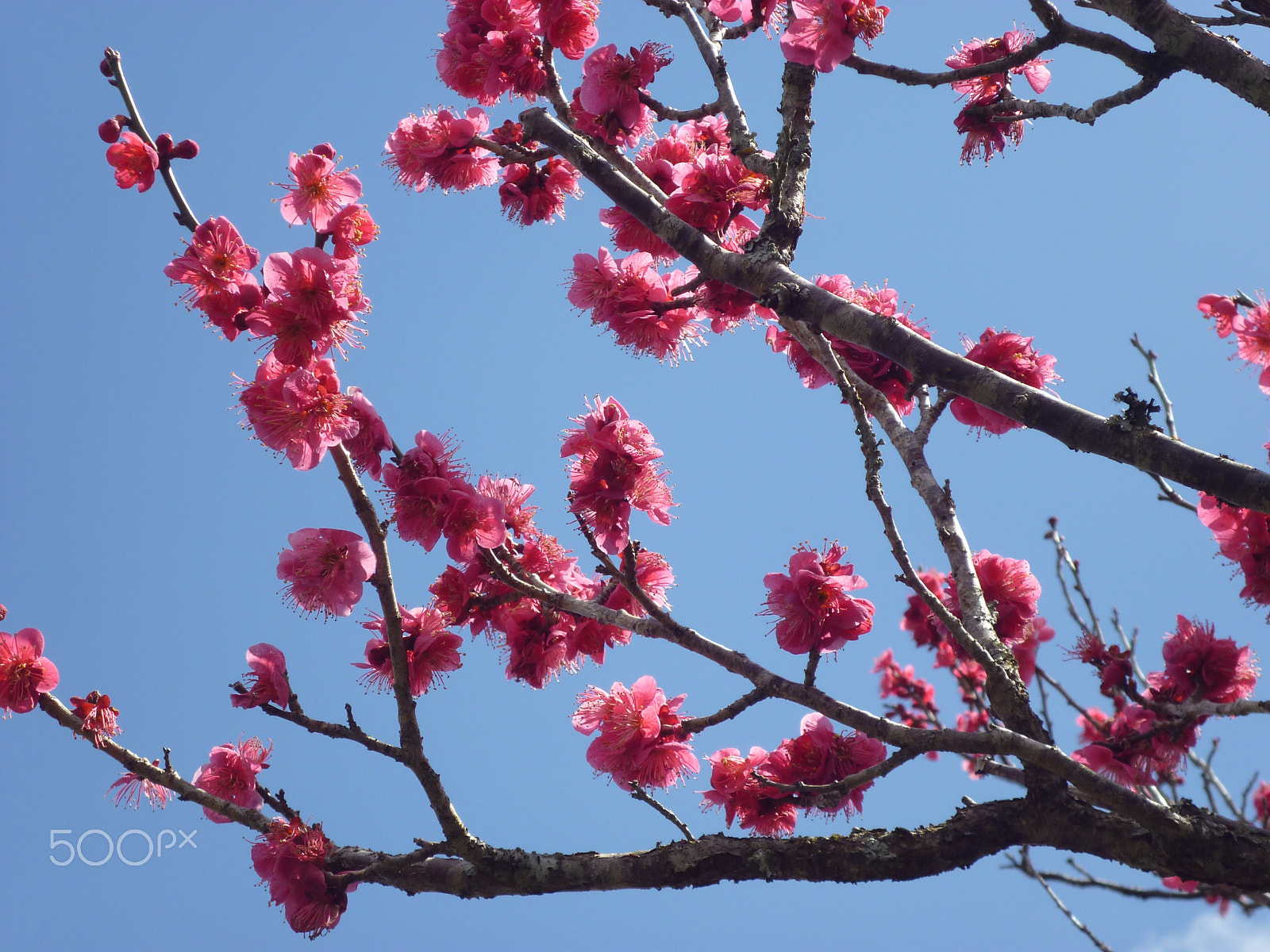 Panasonic Lumix DMC-S1 sample photo. Sakura photography