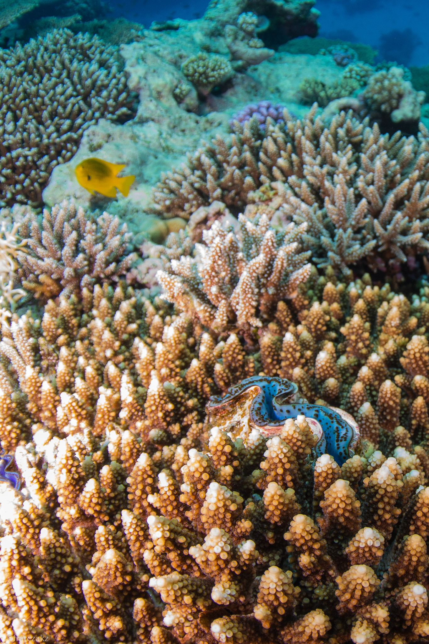Nikon D800 + Sigma 10mm F2.8 EX DC HSM Diagonal Fisheye sample photo. Clam in corals photography