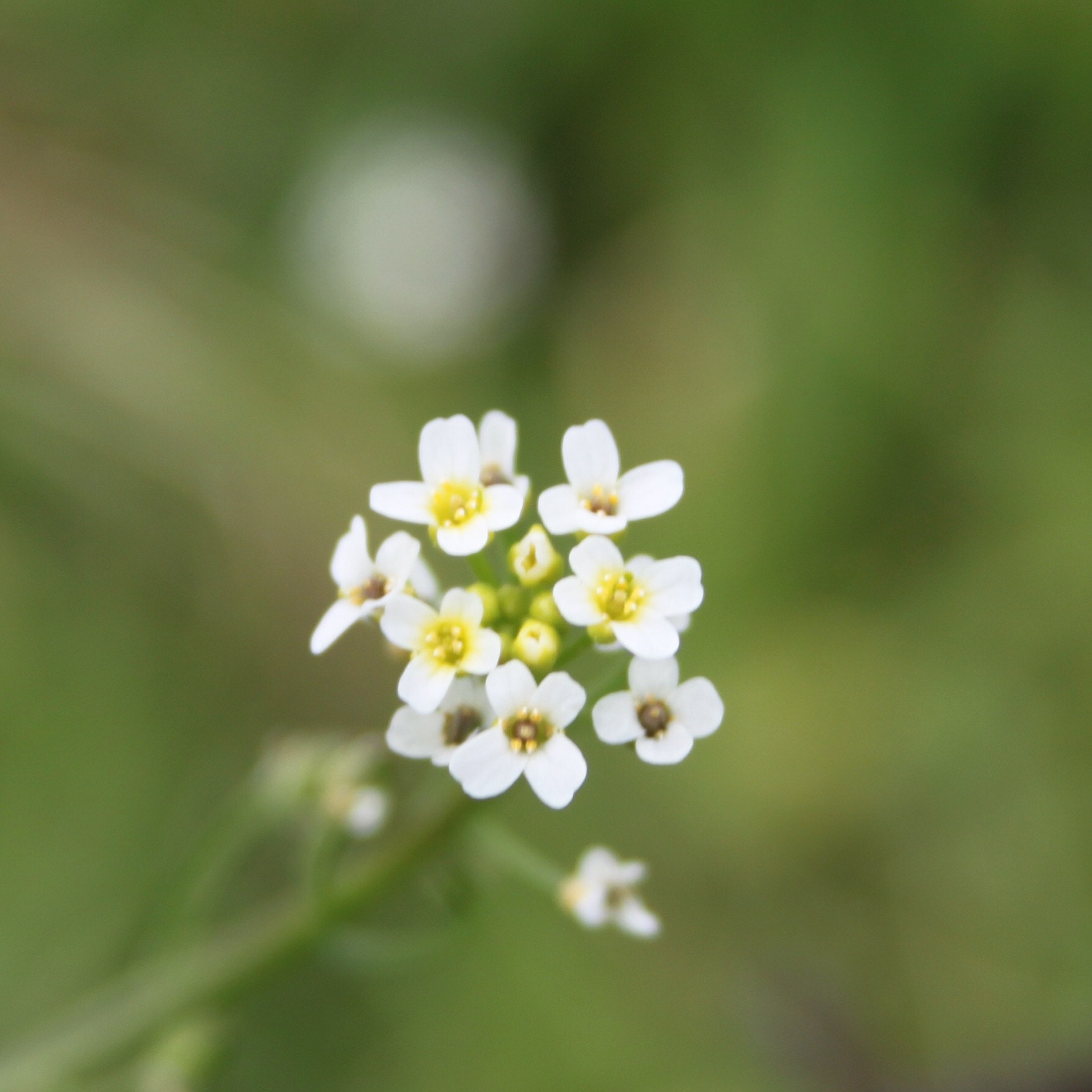Canon EF-S 18-55mm F3.5-5.6 sample photo