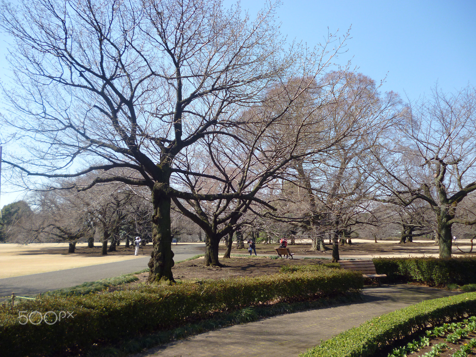 Panasonic Lumix DMC-S1 sample photo. Tree photography