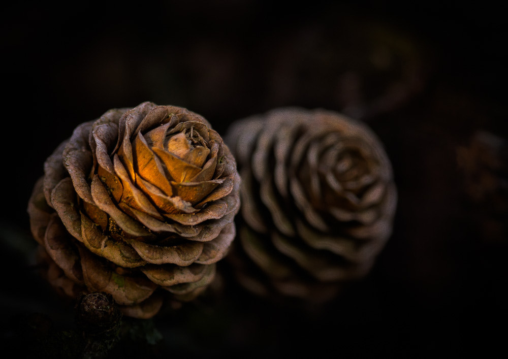 Sony SLT-A77 + Sigma 30mm F1.4 EX DC HSM sample photo. Tannenzapfen photography