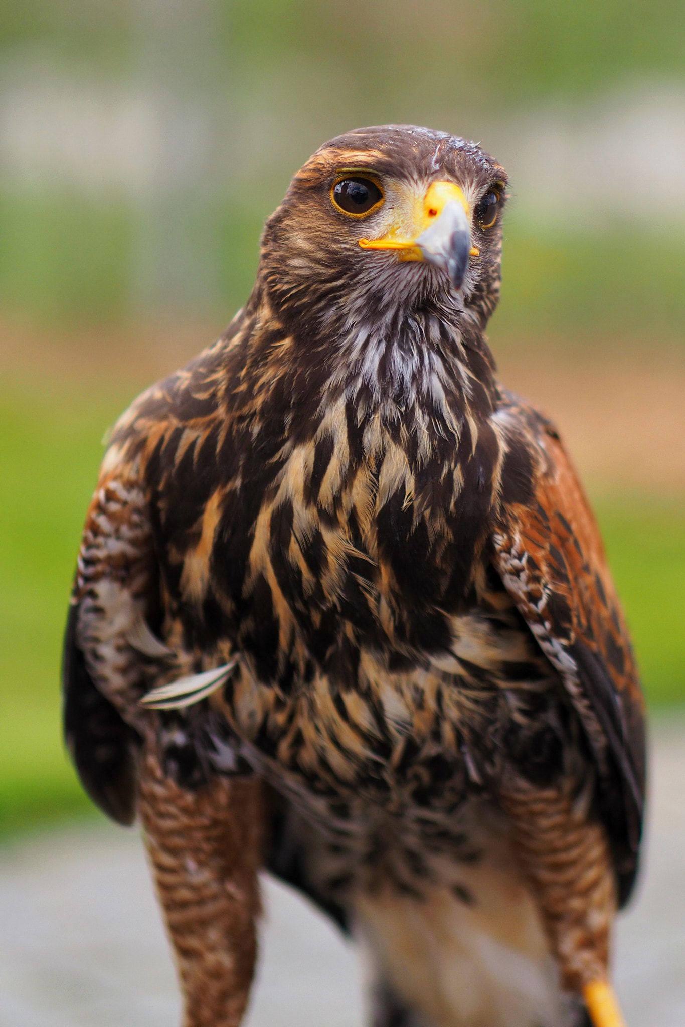 Panasonic Leica DG Nocticron 42.5mm F1.2 ASPH OIS sample photo. Raptor photography