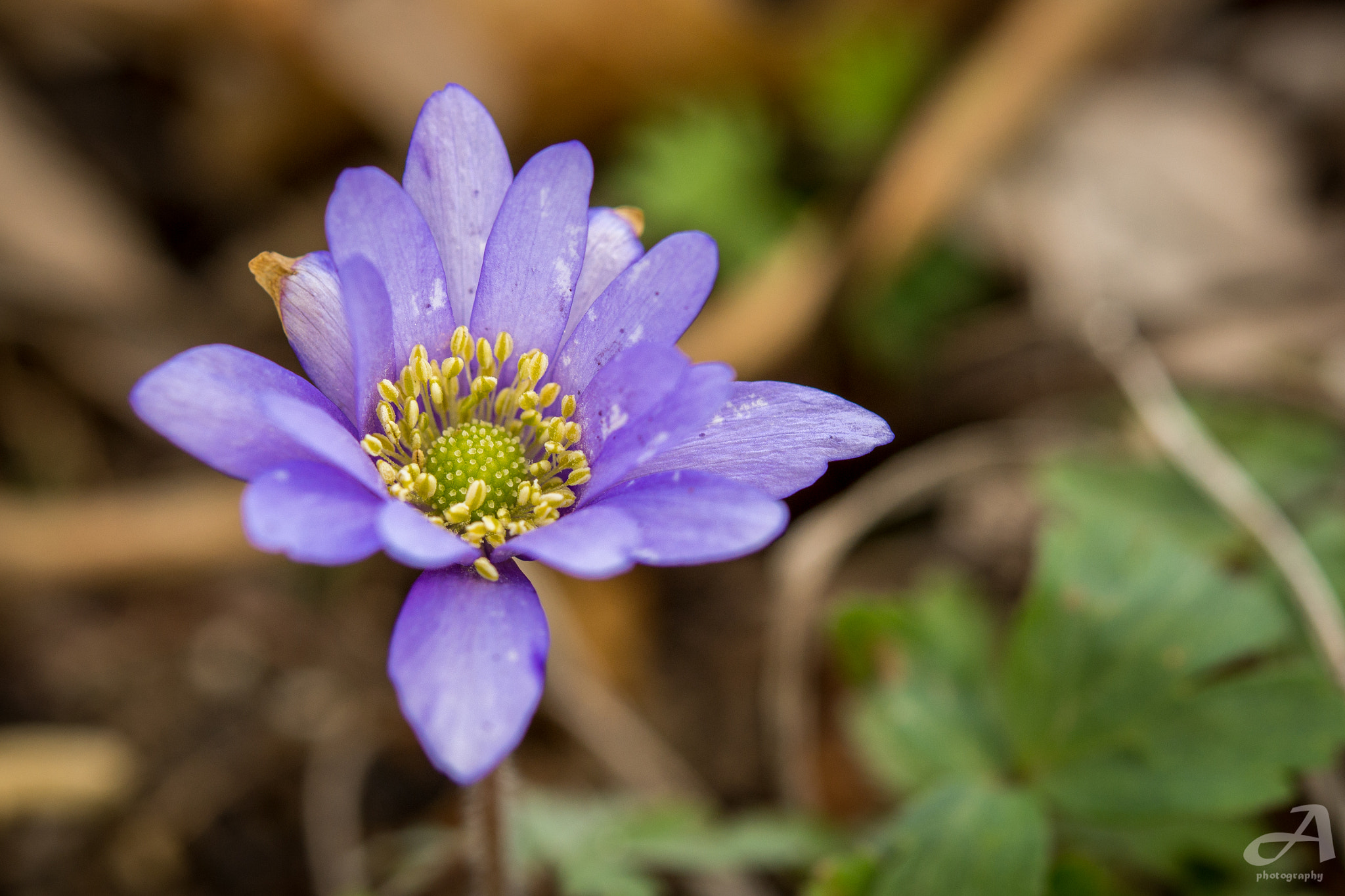 Nikon AF-S Micro-Nikkor 60mm F2.8G ED sample photo. Enter. photography