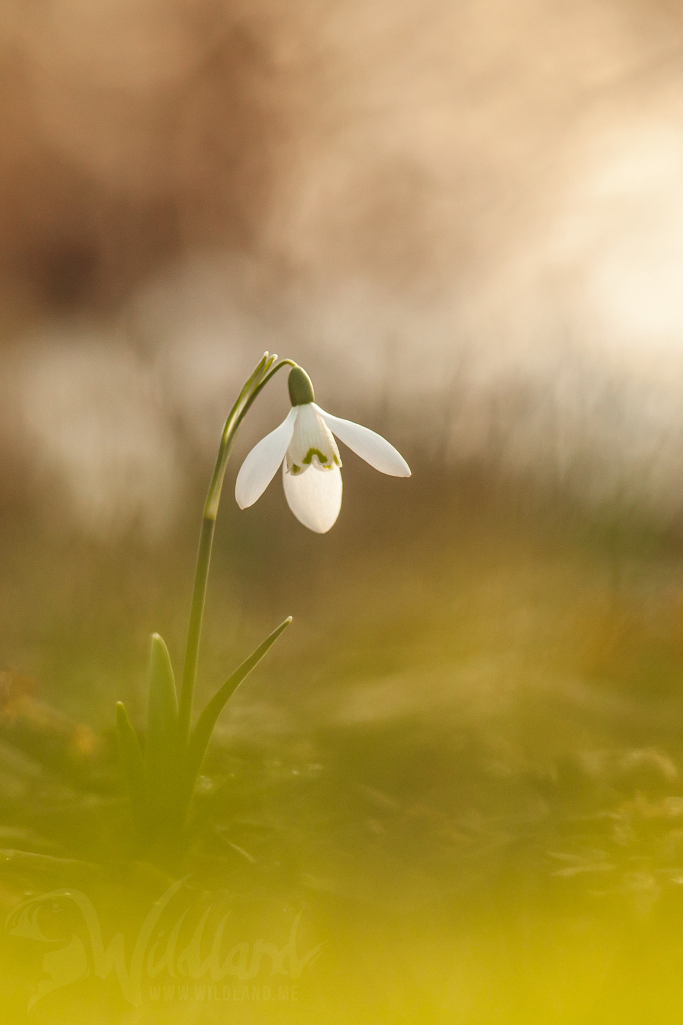 Nikon D90 sample photo. Postapo(?) snowdrop photography