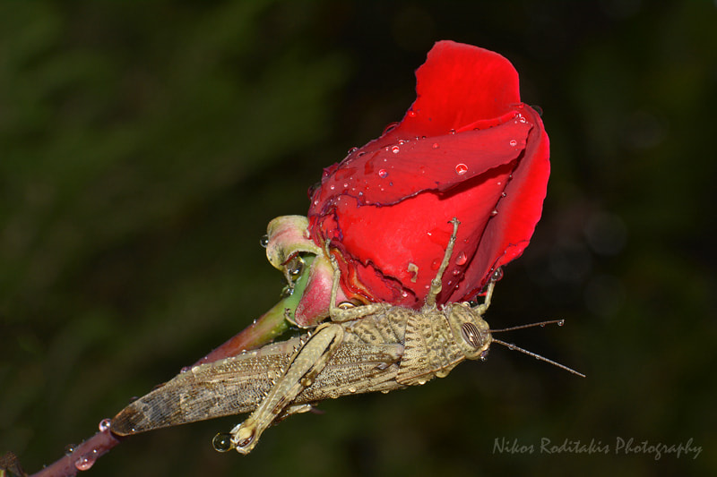 Nikon D5200 + AF Nikkor 70-210mm f/4-5.6D sample photo. Its breakfast photography