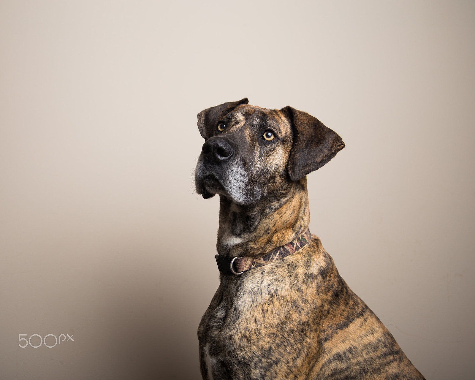Canon EOS 6D + Tamron SP AF 17-35mm F2.8-4 Di LD Aspherical (IF) sample photo. Pluto the great dane photography
