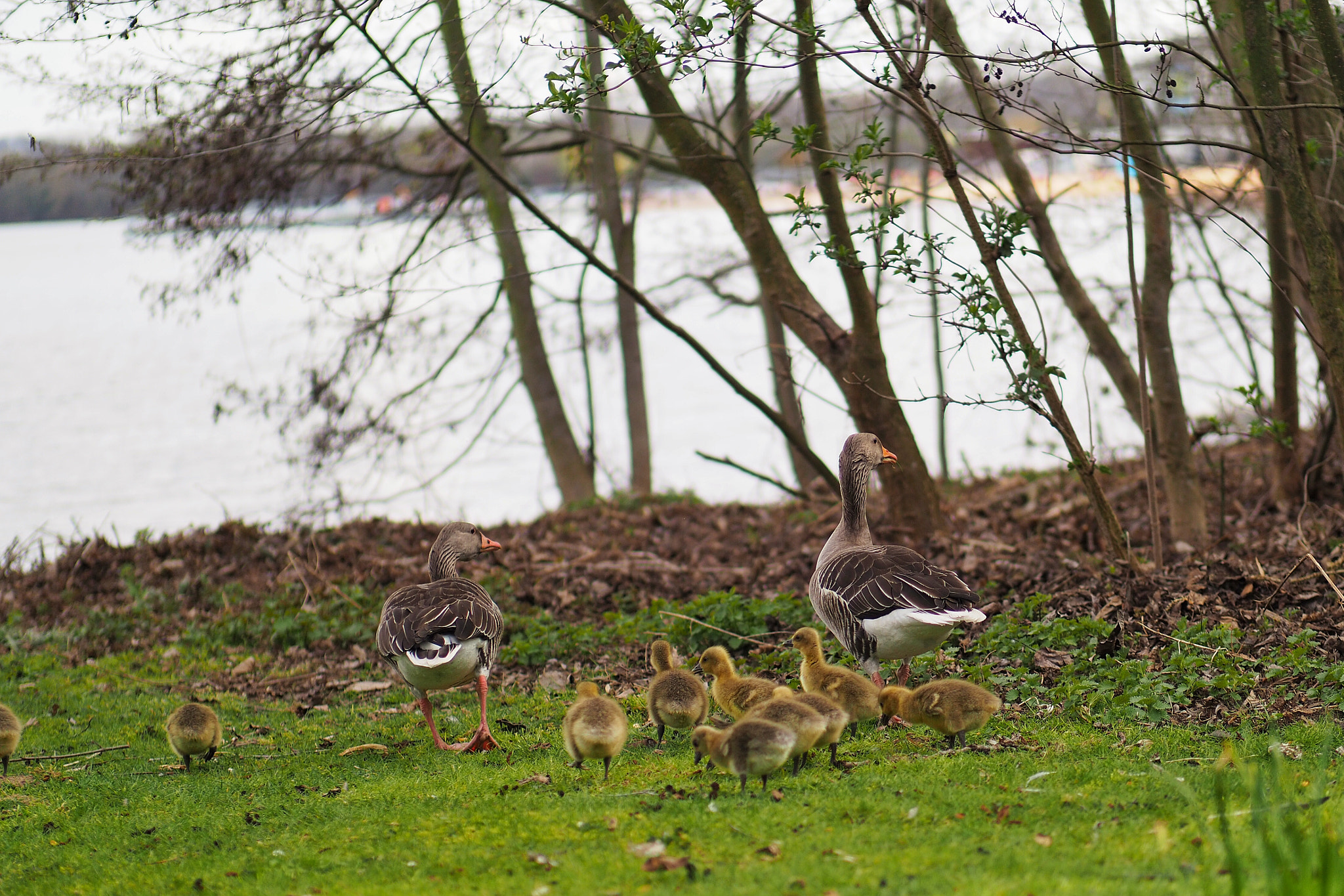 Panasonic Leica DG Nocticron 42.5mm F1.2 ASPH OIS sample photo. Family photography