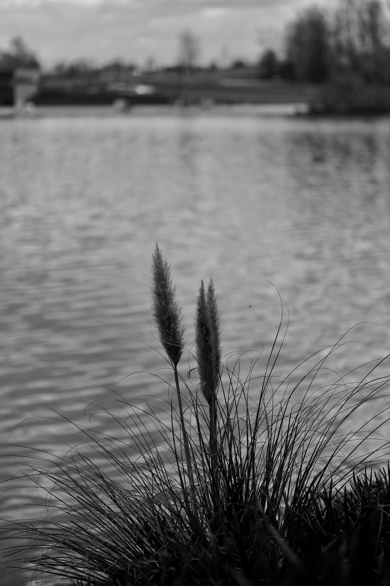 Panasonic Leica DG Nocticron 42.5mm F1.2 ASPH OIS sample photo. On the way photography