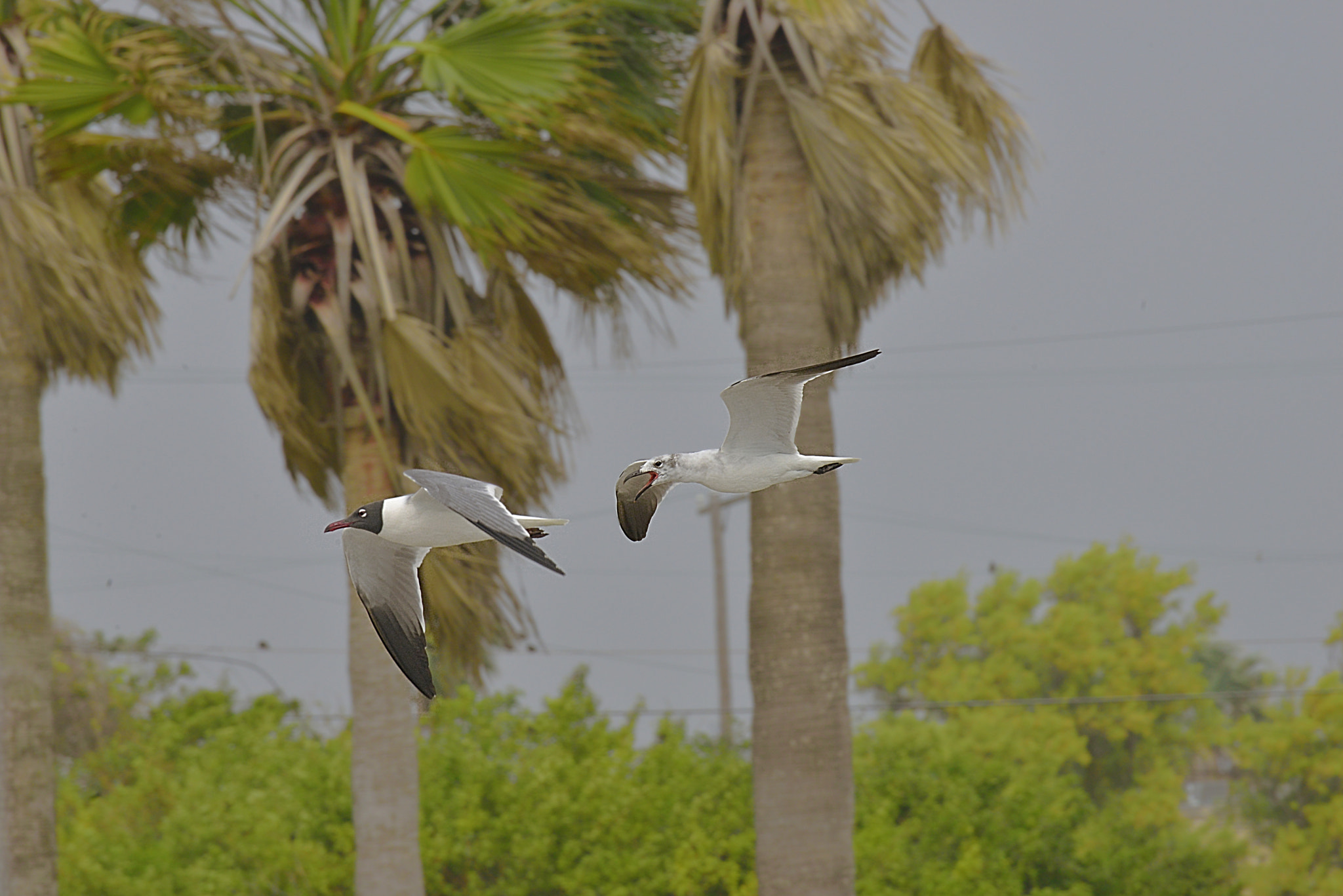AF Zoom-Nikkor 35-70mm f/2.8 + 2x sample photo. The chase photography