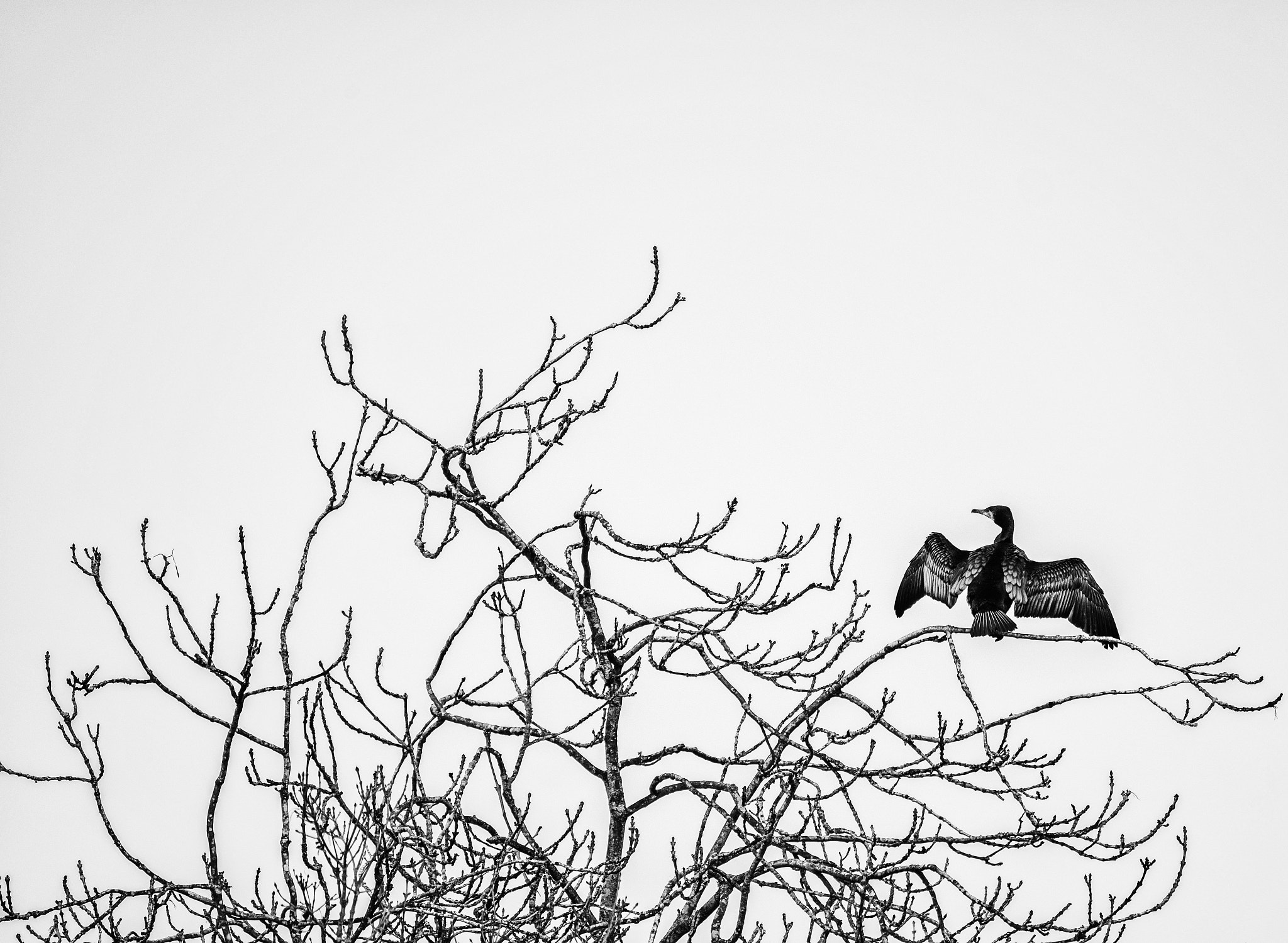Fujifilm XF 100-400mm F4.5-5.6 R LM OIS WR sample photo. Bird in a tree photography
