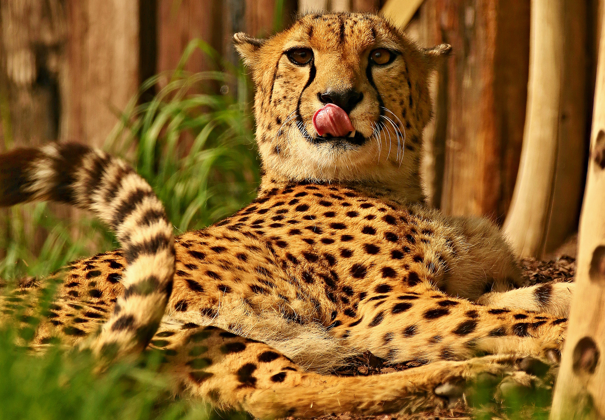Canon EF 70-200mm F2.8L IS II USM sample photo. Cheetah photography