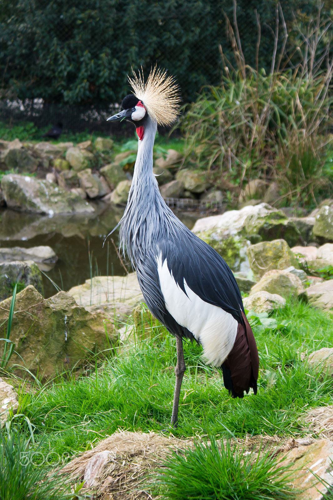 Sony DT 18-70mm F3.5-5.6 sample photo. Kroonkraanvogel photography