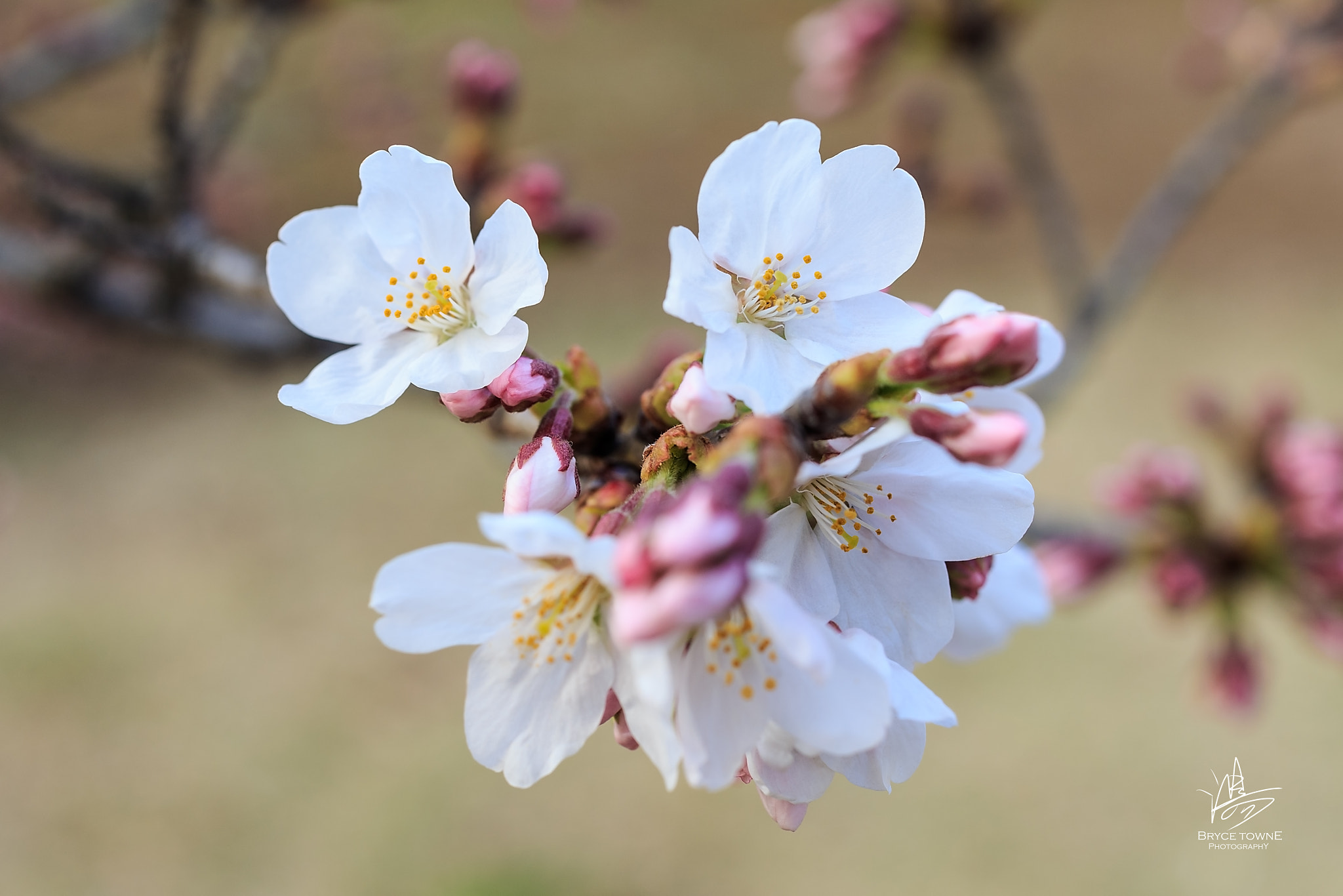 Canon EOS-1D X + ZEISS Makro-Planar T* 50mm F2 sample photo. Cherry blossoms photography