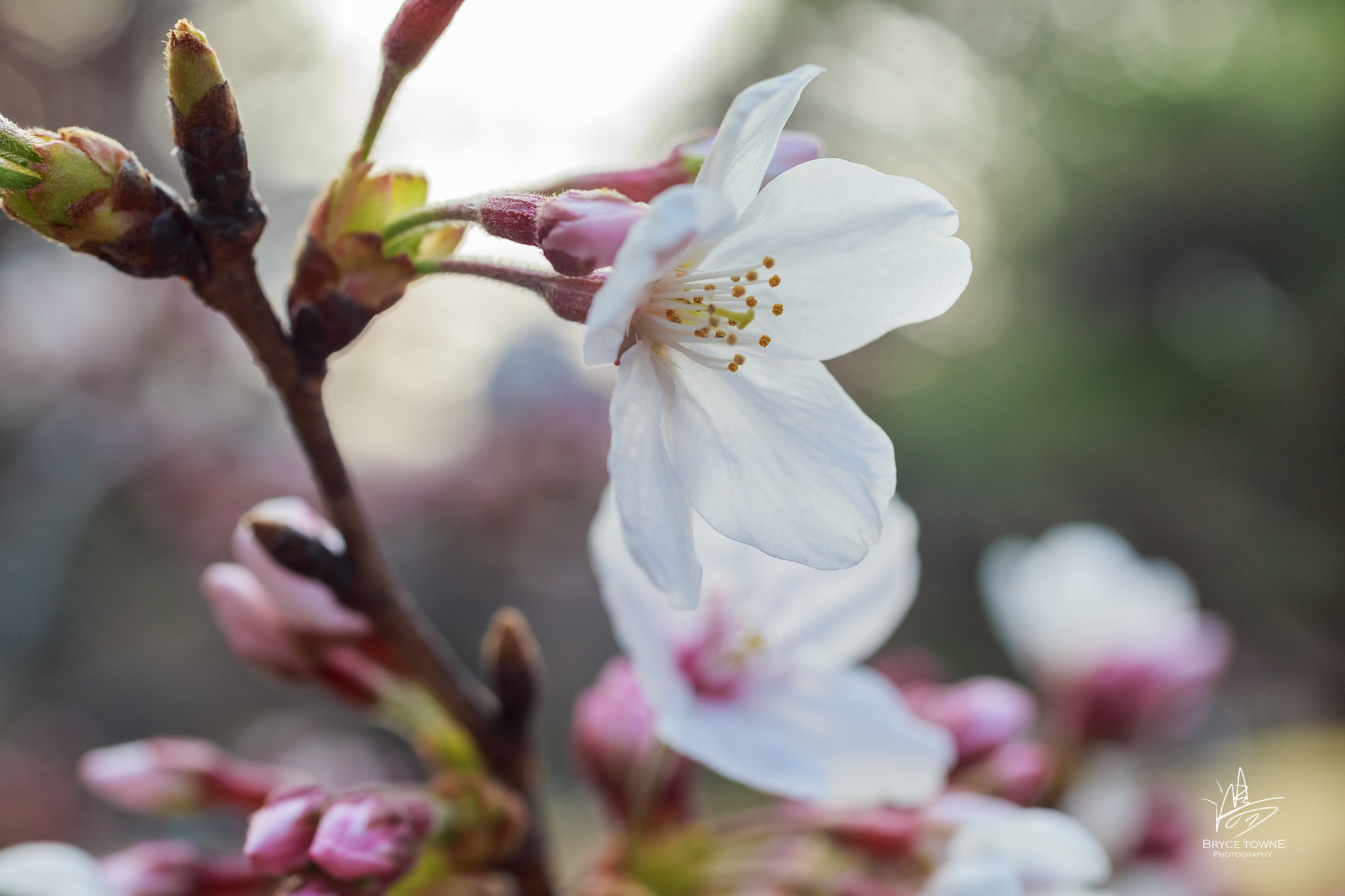 Canon EOS-1D X + ZEISS Makro-Planar T* 50mm F2 sample photo. Cherry blossoms photography