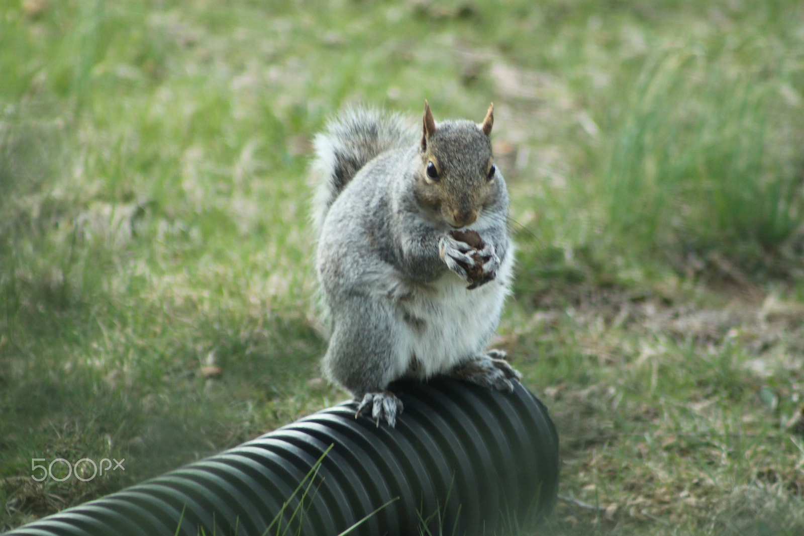 Canon EF 75-300mm f/4-5.6 USM sample photo. Fat squirrel photography