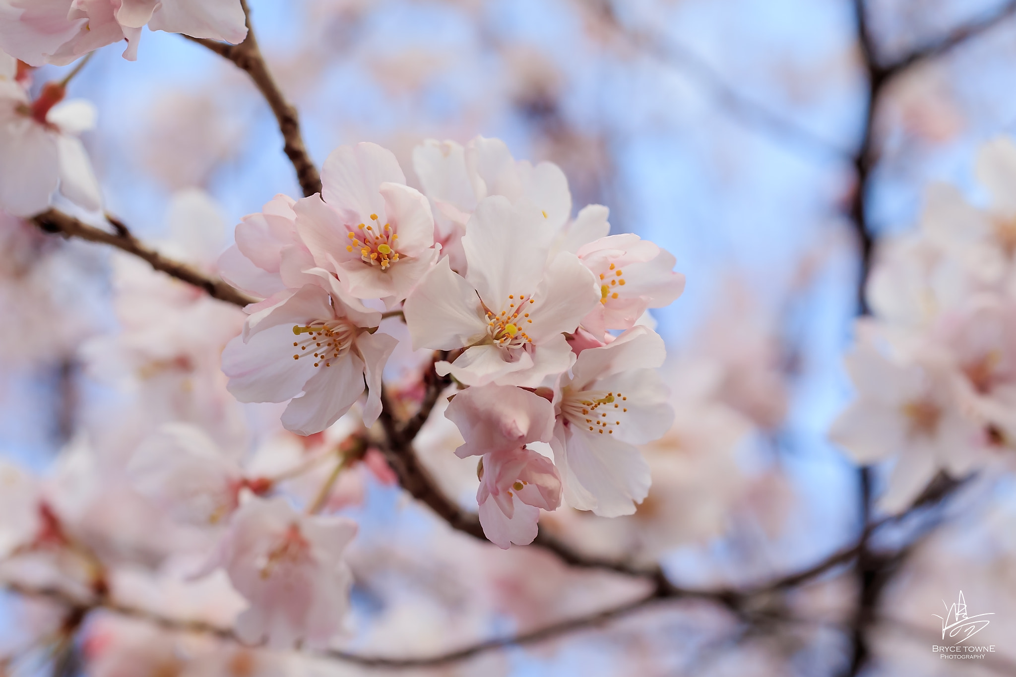 Canon EOS-1D X + ZEISS Makro-Planar T* 50mm F2 sample photo. Cherry blossoms photography