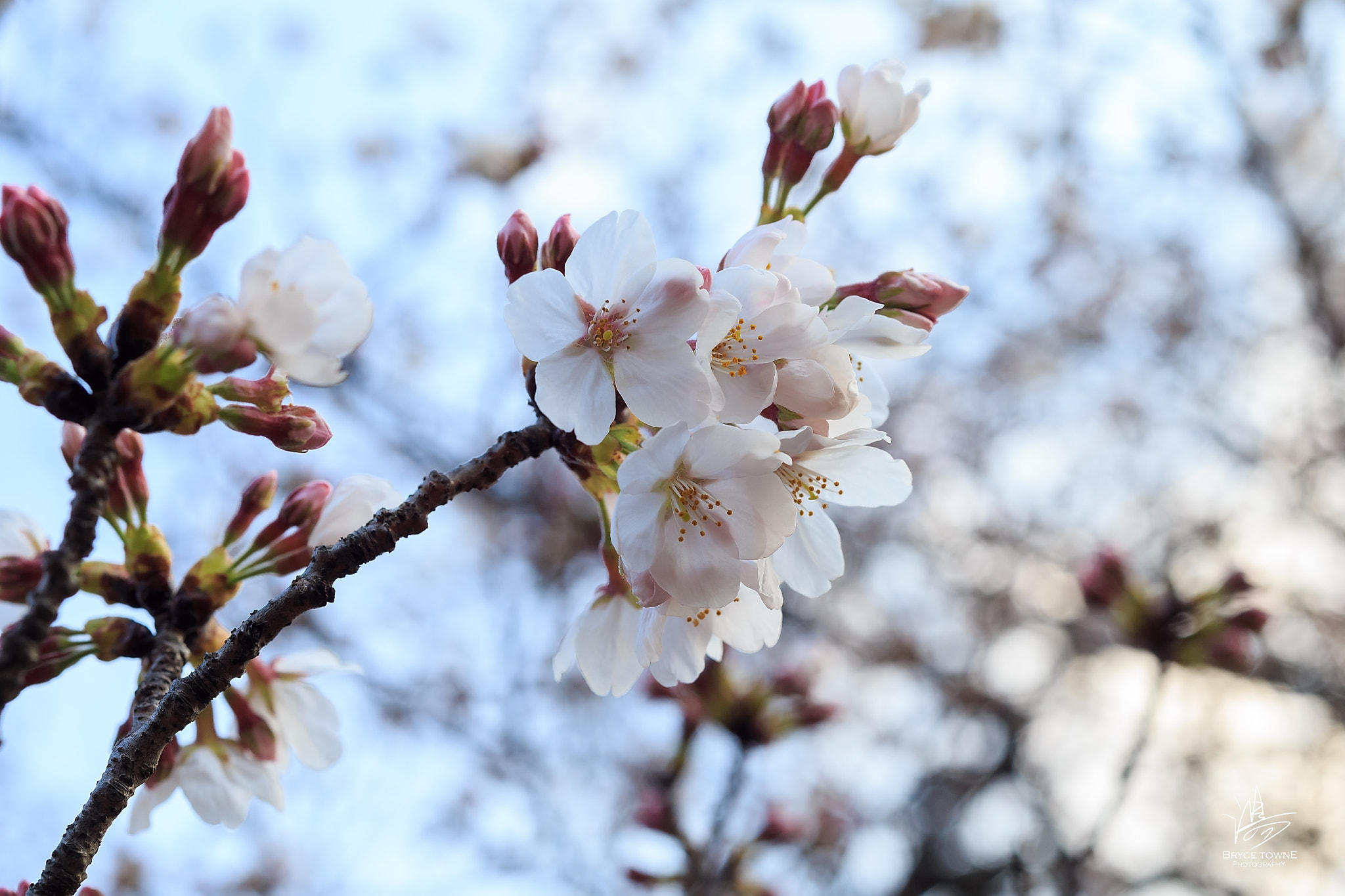 ZEISS Makro-Planar T* 50mm F2 sample photo. Cherry blossoms photography