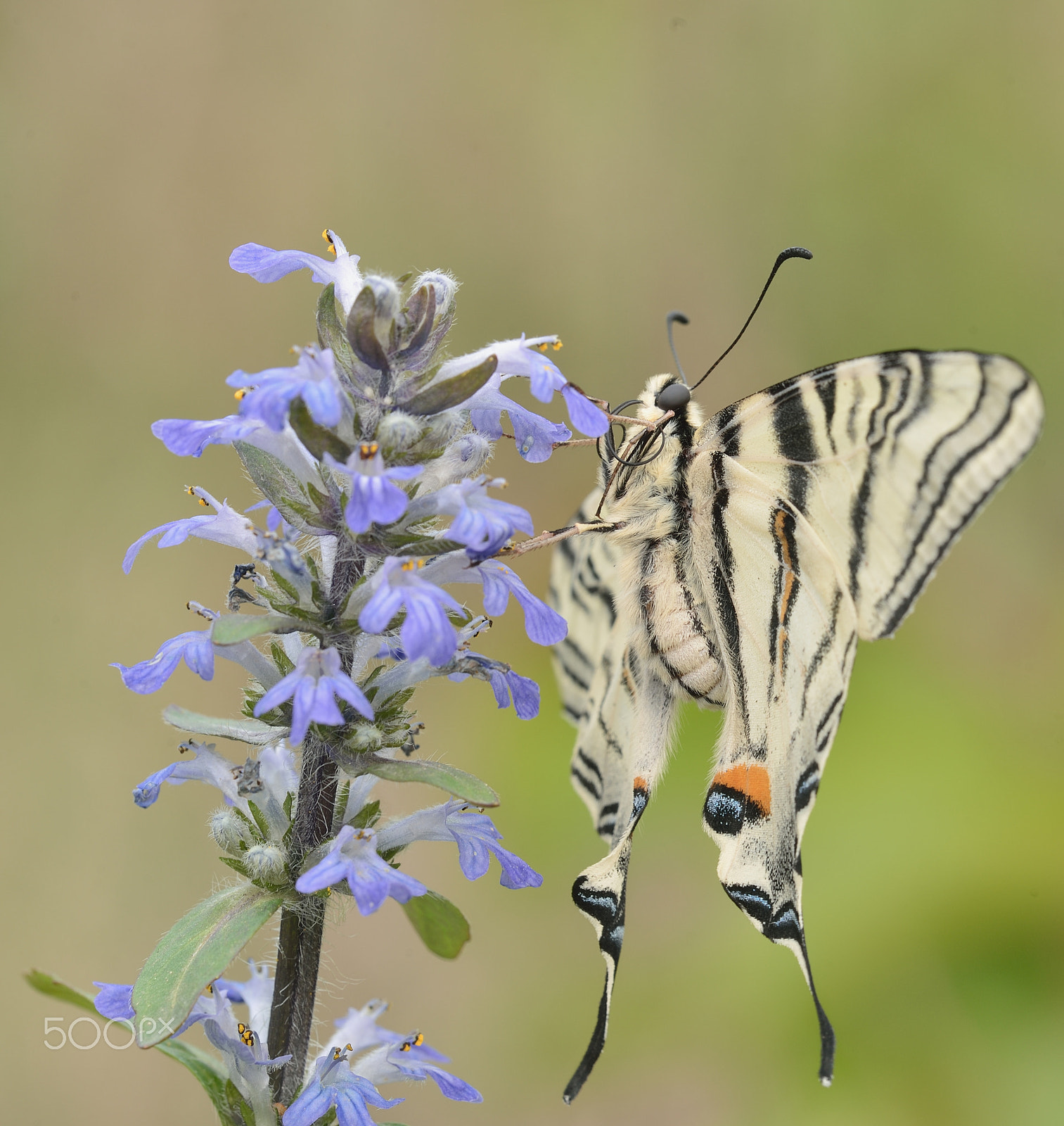 Nikon D610 + Sigma 150mm F2.8 EX DG Macro HSM sample photo. Podalirio___________ photography