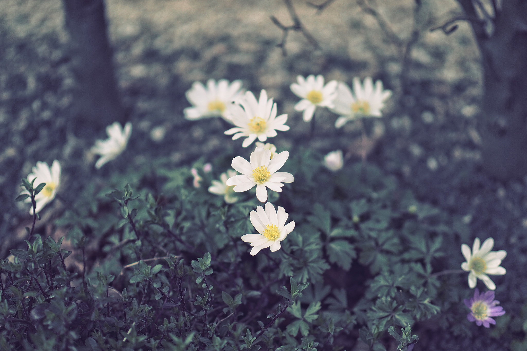 Olympus PEN-F + Panasonic Leica DG Nocticron 42.5mm F1.2 ASPH OIS sample photo. Springflowers photography