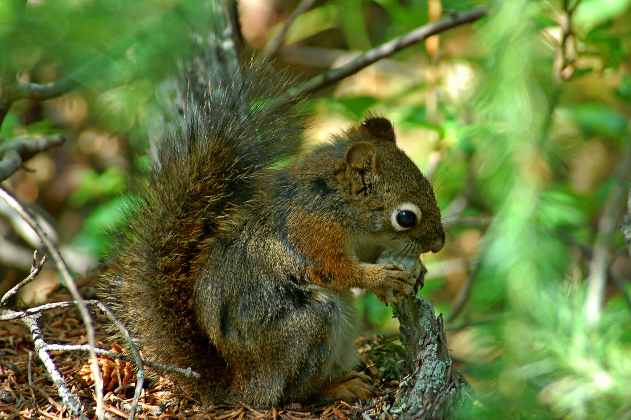 Nikon D50 sample photo. Squirrel photography