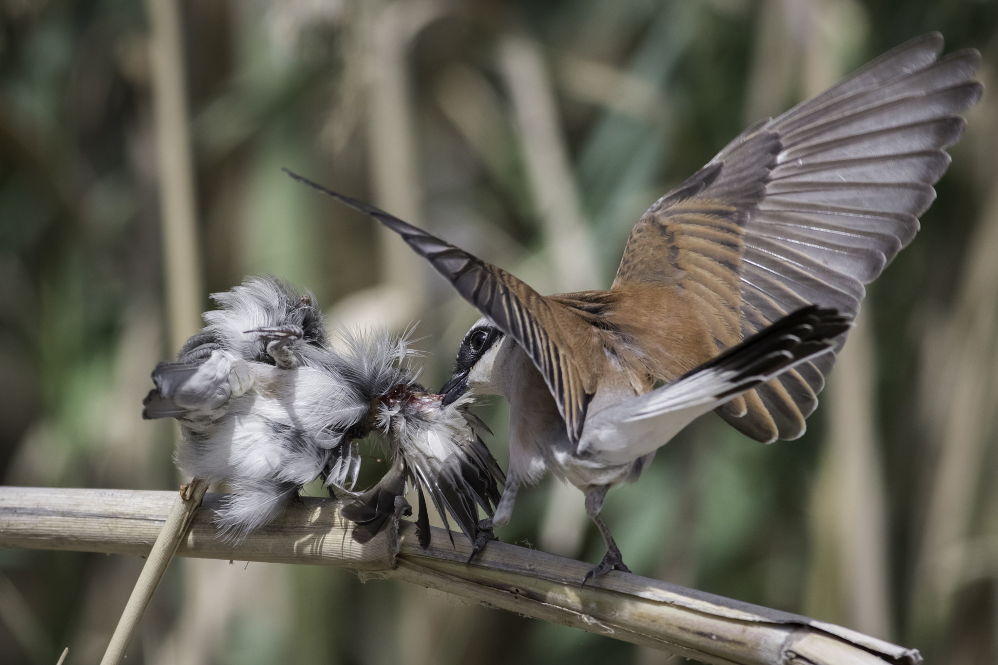 Canon EF 500mm f/4.5L sample photo. Red-backed shrike photography