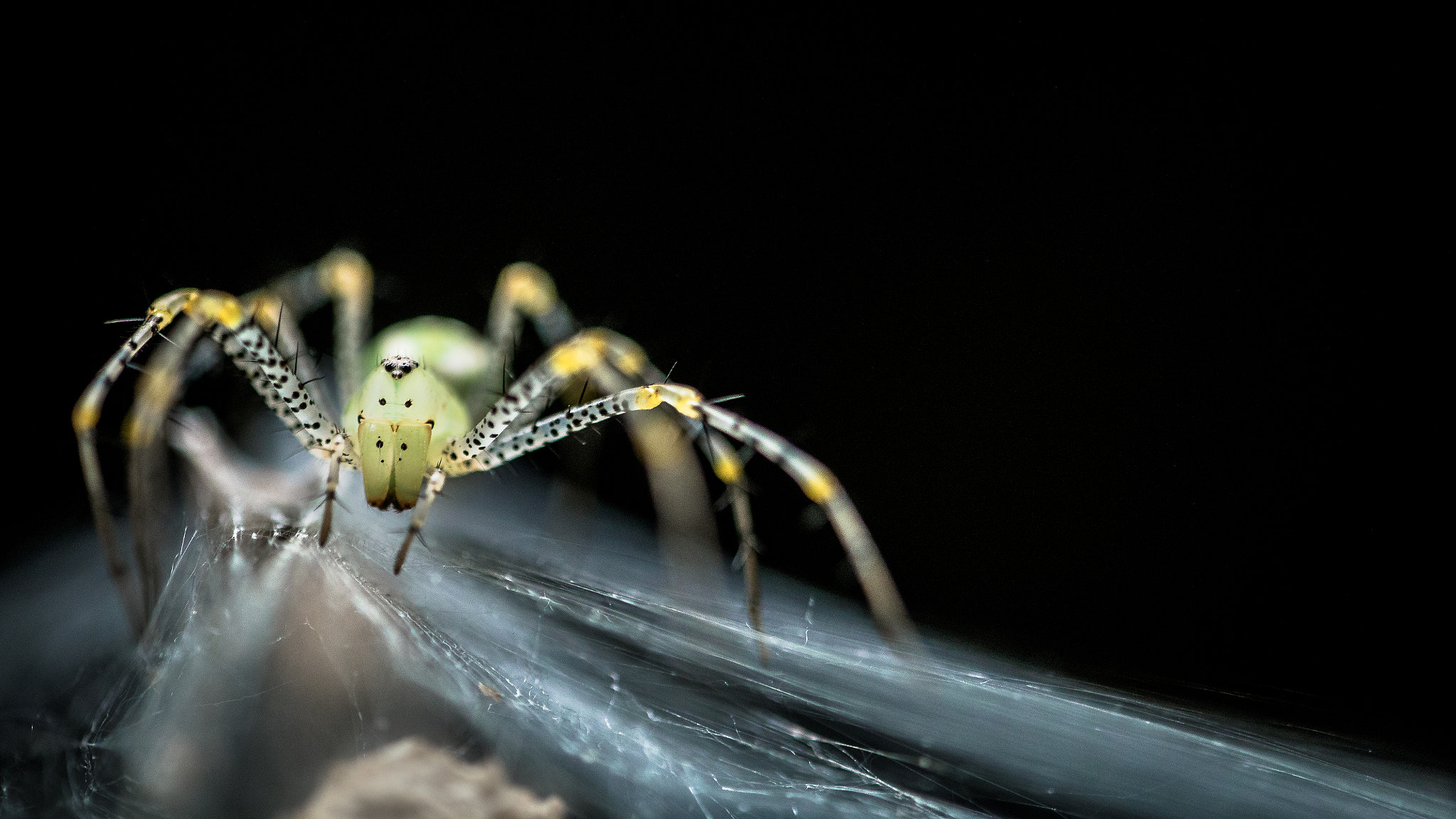 Canon EF 180mm F3.5L Macro USM sample photo. Spotty reception on a clear web photography