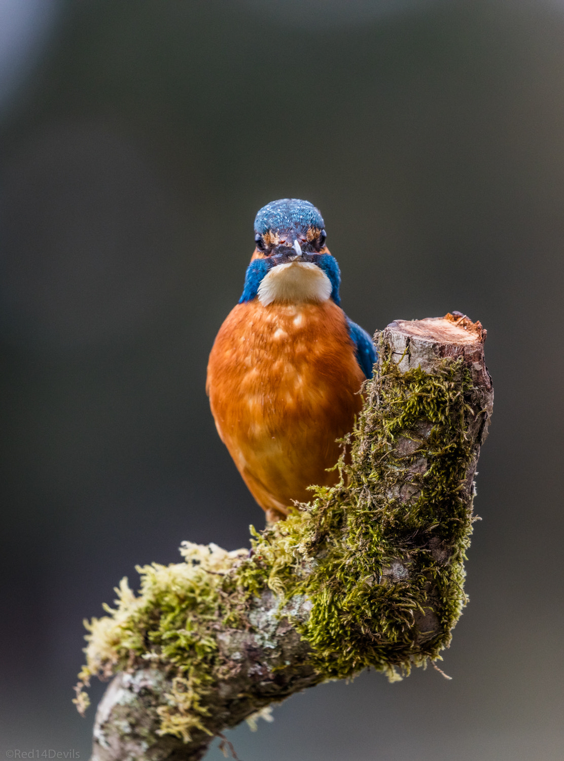 Canon EOS 5DS + Canon EF 100-400mm F4.5-5.6L IS II USM sample photo. Face to face (kingfisher) photography