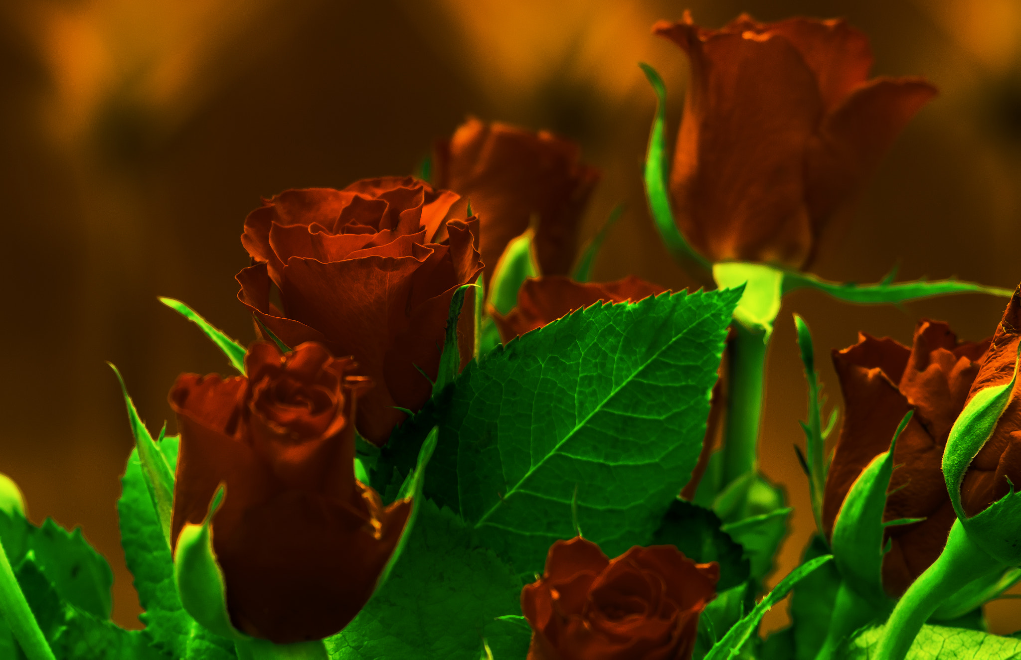 AF Zoom-Nikkor 35-105mm f/3.5-4.5 sample photo. Roses in hdi2r... or somthing. photography