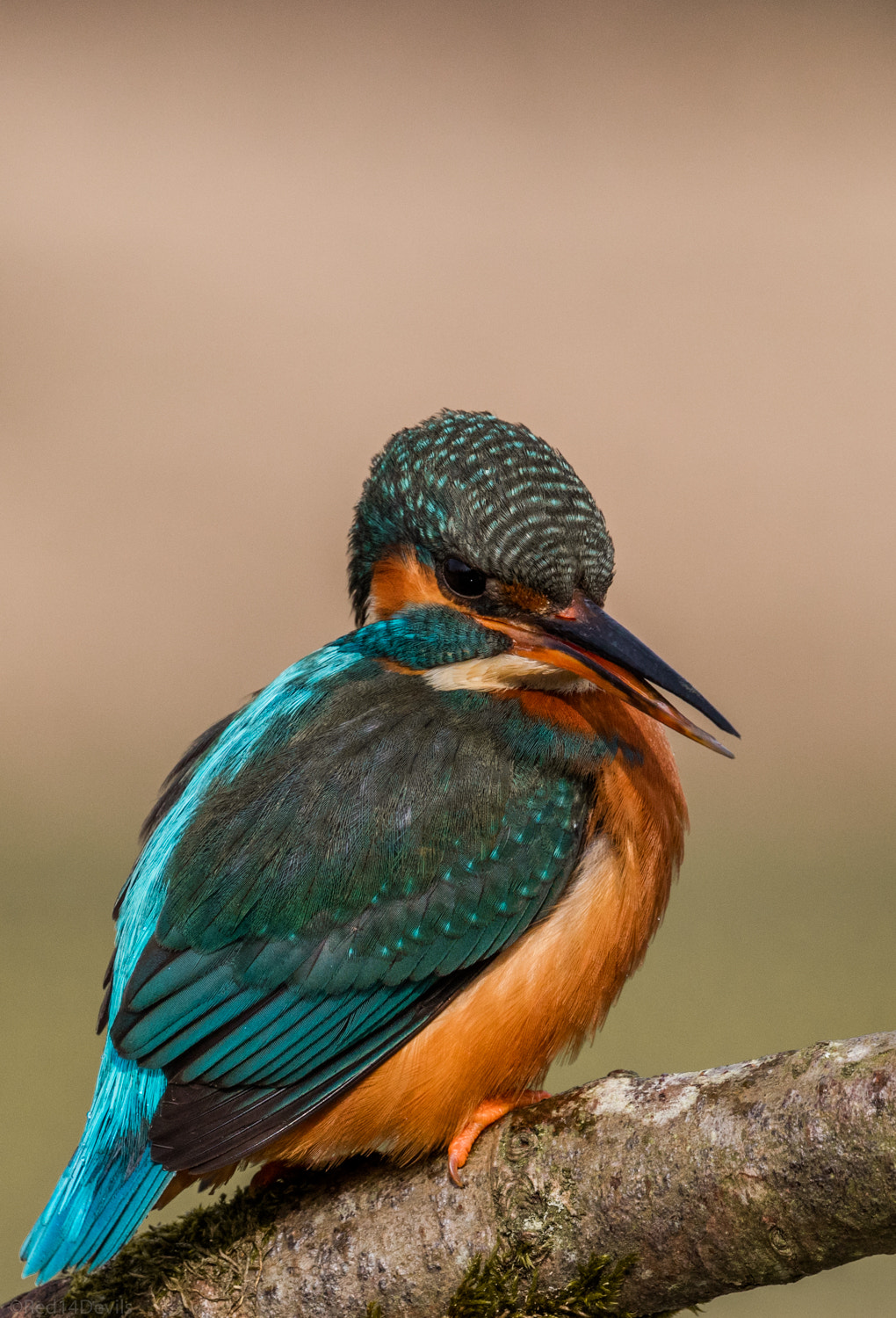 Canon EF 100-400mm F4.5-5.6L IS II USM sample photo. Kingfisher photography