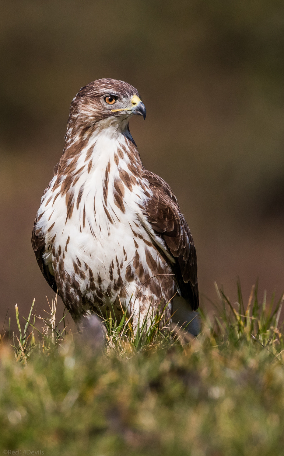 Canon EF 100-400mm F4.5-5.6L IS II USM sample photo. Common buzzard photography