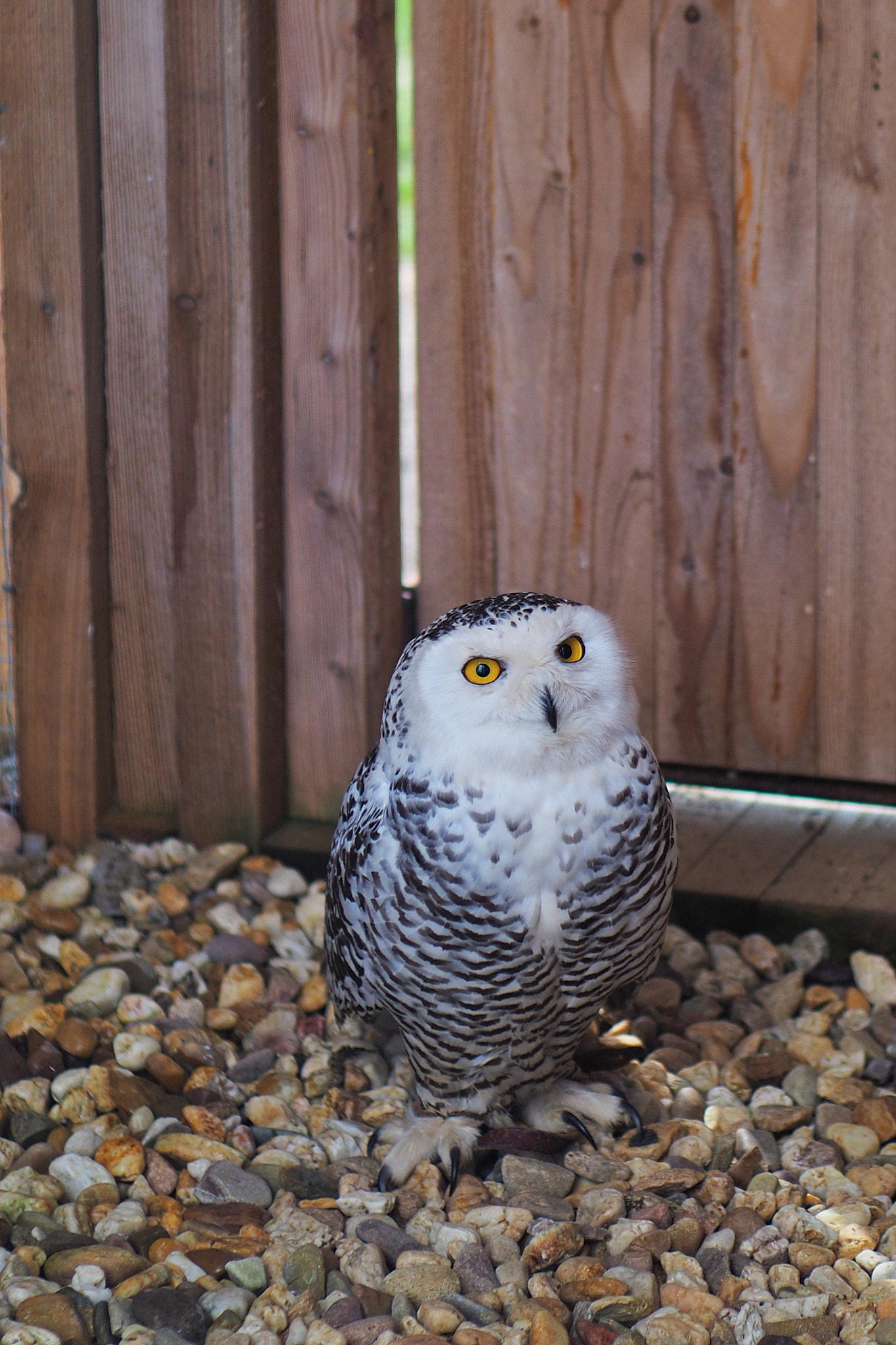 Panasonic Leica DG Nocticron 42.5mm F1.2 ASPH OIS sample photo. Yellow eyes photography