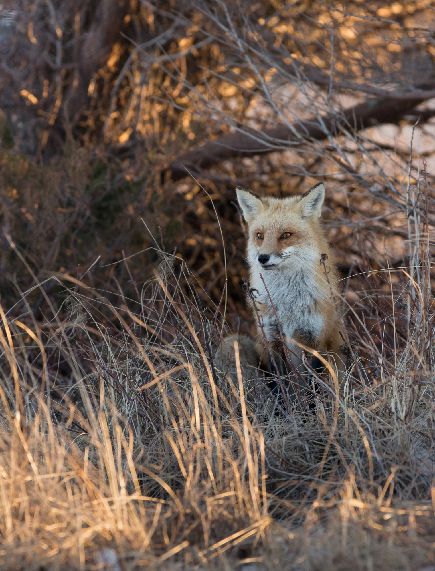 Pentax smc DA* 300mm F4.0 ED (IF) SDM sample photo. Fox island photography